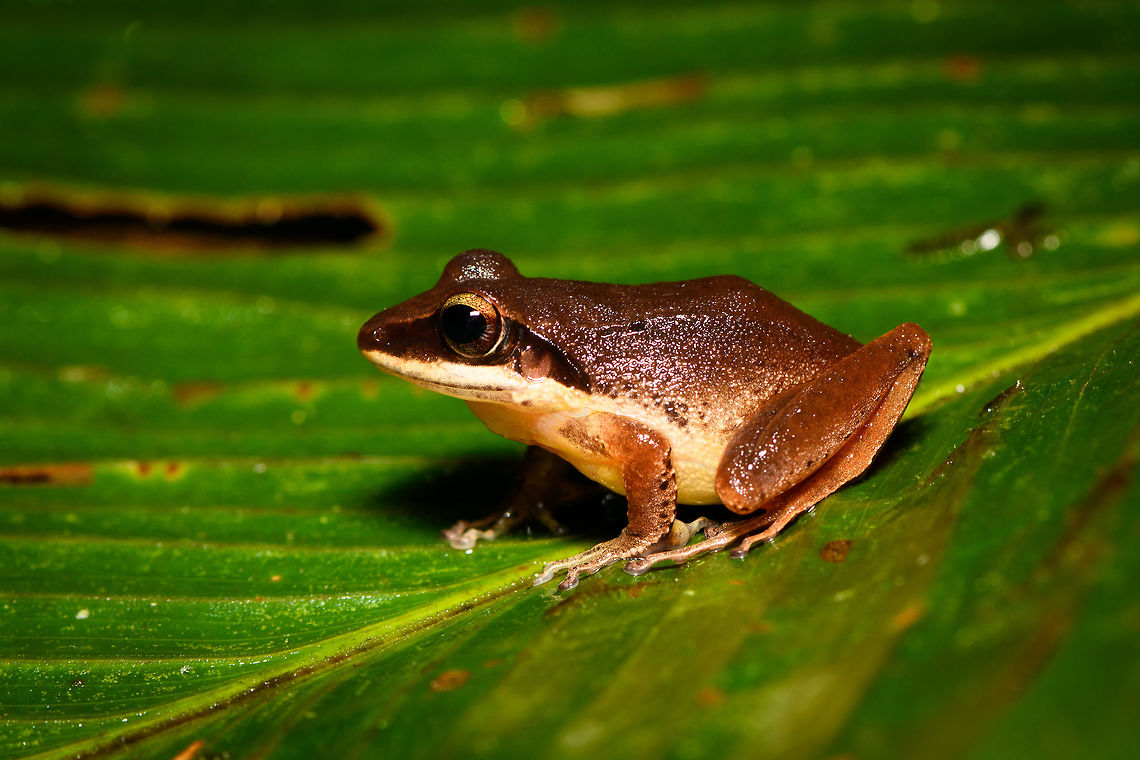 Brown Frog - side view 2, Rio Ñambi, Colombia On our second and last night in Rio &Ntilde;ambi, we ventured out into the forest for a night tour with a main focus on herping. With us was Miguel (don&#039;t know his last name), a local herping expert that would often assist biologists coming here. <br />
<br />
From the very first minute it was easy to see he knows the forest very well. Also, he doesn&#039;t tread with care as we do in the night, instead he goes off-track far and fast, me struggling to keep up, stay up and not get my gear entangled in thick vegetation. Worth it though!<br />
<br />
This will be the last night tour of the 2018 set.<br />
<figure class="photo"><a href="https://www.jungledragon.com/image/79163/brown_frog_-_side_view_rio_ambi_colombia.html" title="Brown Frog - side view, Rio &Ntilde;ambi, Colombia"><img src="https://s3.amazonaws.com/media.jungledragon.com/images/2/79163_thumb.jpg?AWSAccessKeyId=05GMT0V3GWVNE7GGM1R2&Expires=1759968010&Signature=VntRAk5GdI2P8gbWE7WaOedtxis%3D" width="200" height="134" alt="Brown Frog - side view, Rio &Ntilde;ambi, Colombia On our second and last night in Rio &Ntilde;ambi, we ventured out into the forest for a night tour with a main focus on herping. With us was Miguel (don&#039;t know his last name), a local herping expert that would often assist biologists coming here. <br />
<br />
From the very first minute it was easy to see he knows the forest very well. Also, he doesn&#039;t tread with care as we do in the night, instead he goes off-track far and fast, me struggling to keep up, stay up and not get my gear entangled in thick vegetation. Worth it though!<br />
<br />
This will be the last night tour of the 2018 set.<br />
https://www.jungledragon.com/image/79162/brown_frog_-_top_view_rio_ambi_colombia.html<br />
https://www.jungledragon.com/image/79161/brown_frog_-_side_view_2_rio_ambi_colombia.html<br />
https://www.jungledragon.com/image/79160/brown_frog_-_front_view_rio_ambi_colombia.html Colombia,Colombia 2018,Colombia South,Rio &Ntilde;ambi,South America" /></a></figure><br />
<figure class="photo"><a href="https://www.jungledragon.com/image/79162/brown_frog_-_top_view_rio_ambi_colombia.html" title="Brown Frog - top view, Rio &Ntilde;ambi, Colombia"><img src="https://s3.amazonaws.com/media.jungledragon.com/images/2/79162_thumb.jpg?AWSAccessKeyId=05GMT0V3GWVNE7GGM1R2&Expires=1759968010&Signature=DFtoSLQfqh0lgf30v7GrY6oGU60%3D" width="200" height="170" alt="Brown Frog - top view, Rio &Ntilde;ambi, Colombia On our second and last night in Rio &Ntilde;ambi, we ventured out into the forest for a night tour with a main focus on herping. With us was Miguel (don&#039;t know his last name), a local herping expert that would often assist biologists coming here. <br />
<br />
From the very first minute it was easy to see he knows the forest very well. Also, he doesn&#039;t tread with care as we do in the night, instead he goes off-track far and fast, me struggling to keep up, stay up and not get my gear entangled in thick vegetation. Worth it though!<br />
<br />
This will be the last night tour of the 2018 set.<br />
https://www.jungledragon.com/image/79163/brown_frog_-_side_view_rio_ambi_colombia.html<br />
https://www.jungledragon.com/image/79161/brown_frog_-_side_view_2_rio_ambi_colombia.html<br />
https://www.jungledragon.com/image/79160/brown_frog_-_front_view_rio_ambi_colombia.html Colombia,Colombia 2018,Colombia South,Rio &Ntilde;ambi,South America" /></a></figure><br />
<figure class="photo"><a href="https://www.jungledragon.com/image/79160/brown_frog_-_front_view_rio_ambi_colombia.html" title="Brown Frog - front view, Rio &Ntilde;ambi, Colombia"><img src="https://s3.amazonaws.com/media.jungledragon.com/images/2/79160_thumb.jpg?AWSAccessKeyId=05GMT0V3GWVNE7GGM1R2&Expires=1759968010&Signature=li8QgKMLrQuP6n8a%2FWKJkMBh88E%3D" width="200" height="134" alt="Brown Frog - front view, Rio &Ntilde;ambi, Colombia On our second and last night in Rio &Ntilde;ambi, we ventured out into the forest for a night tour with a main focus on herping. With us was Miguel (don&#039;t know his last name), a local herping expert that would often assist biologists coming here. <br />
<br />
From the very first minute it was easy to see he knows the forest very well. Also, he doesn&#039;t tread with care as we do in the night, instead he goes off-track far and fast, me struggling to keep up, stay up and not get my gear entangled in thick vegetation. Worth it though!<br />
<br />
This will be the last night tour of the 2018 set.<br />
https://www.jungledragon.com/image/79163/brown_frog_-_side_view_rio_ambi_colombia.html<br />
https://www.jungledragon.com/image/79162/brown_frog_-_top_view_rio_ambi_colombia.html<br />
https://www.jungledragon.com/image/79161/brown_frog_-_side_view_2_rio_ambi_colombia.html Colombia,Colombia 2018,Colombia South,Rio &Ntilde;ambi,South America" /></a></figure> Colombia,Colombia 2018,Colombia South,Rio Ñambi,South America
