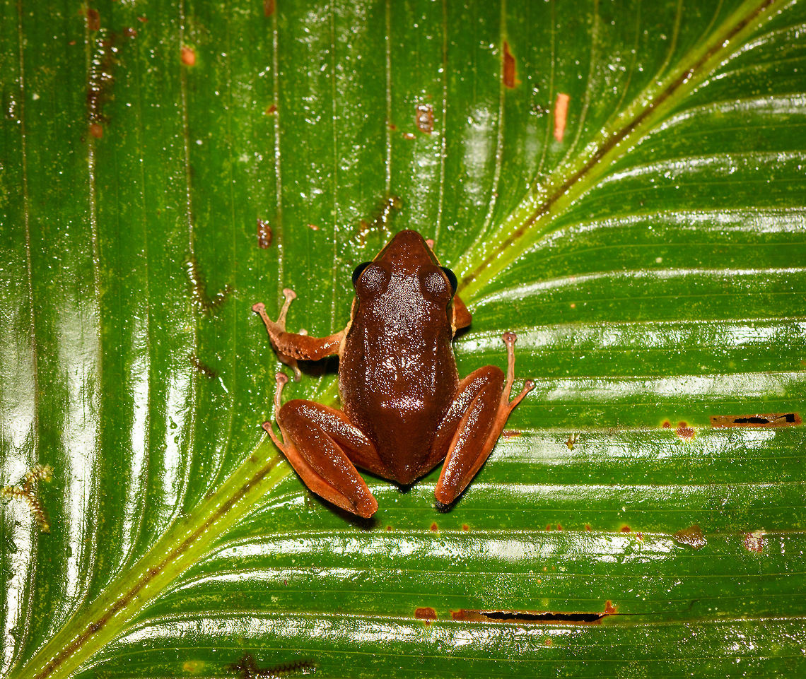 Brown Frog - top view, Rio Ñambi, Colombia On our second and last night in Rio &Ntilde;ambi, we ventured out into the forest for a night tour with a main focus on herping. With us was Miguel (don&#039;t know his last name), a local herping expert that would often assist biologists coming here. <br />
<br />
From the very first minute it was easy to see he knows the forest very well. Also, he doesn&#039;t tread with care as we do in the night, instead he goes off-track far and fast, me struggling to keep up, stay up and not get my gear entangled in thick vegetation. Worth it though!<br />
<br />
This will be the last night tour of the 2018 set.<br />
<figure class="photo"><a href="https://www.jungledragon.com/image/79163/brown_frog_-_side_view_rio_ambi_colombia.html" title="Brown Frog - side view, Rio &Ntilde;ambi, Colombia"><img src="https://s3.amazonaws.com/media.jungledragon.com/images/2/79163_thumb.jpg?AWSAccessKeyId=05GMT0V3GWVNE7GGM1R2&Expires=1759968010&Signature=VntRAk5GdI2P8gbWE7WaOedtxis%3D" width="200" height="134" alt="Brown Frog - side view, Rio &Ntilde;ambi, Colombia On our second and last night in Rio &Ntilde;ambi, we ventured out into the forest for a night tour with a main focus on herping. With us was Miguel (don&#039;t know his last name), a local herping expert that would often assist biologists coming here. <br />
<br />
From the very first minute it was easy to see he knows the forest very well. Also, he doesn&#039;t tread with care as we do in the night, instead he goes off-track far and fast, me struggling to keep up, stay up and not get my gear entangled in thick vegetation. Worth it though!<br />
<br />
This will be the last night tour of the 2018 set.<br />
https://www.jungledragon.com/image/79162/brown_frog_-_top_view_rio_ambi_colombia.html<br />
https://www.jungledragon.com/image/79161/brown_frog_-_side_view_2_rio_ambi_colombia.html<br />
https://www.jungledragon.com/image/79160/brown_frog_-_front_view_rio_ambi_colombia.html Colombia,Colombia 2018,Colombia South,Rio &Ntilde;ambi,South America" /></a></figure><br />
<figure class="photo"><a href="https://www.jungledragon.com/image/79161/brown_frog_-_side_view_2_rio_ambi_colombia.html" title="Brown Frog - side view 2, Rio &Ntilde;ambi, Colombia"><img src="https://s3.amazonaws.com/media.jungledragon.com/images/2/79161_thumb.jpg?AWSAccessKeyId=05GMT0V3GWVNE7GGM1R2&Expires=1759968010&Signature=zDL8Vv%2FNM%2FkSuPx%2B4YLFE21uc1E%3D" width="200" height="134" alt="Brown Frog - side view 2, Rio &Ntilde;ambi, Colombia On our second and last night in Rio &Ntilde;ambi, we ventured out into the forest for a night tour with a main focus on herping. With us was Miguel (don&#039;t know his last name), a local herping expert that would often assist biologists coming here. <br />
<br />
From the very first minute it was easy to see he knows the forest very well. Also, he doesn&#039;t tread with care as we do in the night, instead he goes off-track far and fast, me struggling to keep up, stay up and not get my gear entangled in thick vegetation. Worth it though!<br />
<br />
This will be the last night tour of the 2018 set.<br />
https://www.jungledragon.com/image/79163/brown_frog_-_side_view_rio_ambi_colombia.html<br />
https://www.jungledragon.com/image/79162/brown_frog_-_top_view_rio_ambi_colombia.html<br />
https://www.jungledragon.com/image/79160/brown_frog_-_front_view_rio_ambi_colombia.html Colombia,Colombia 2018,Colombia South,Rio &Ntilde;ambi,South America" /></a></figure><br />
<figure class="photo"><a href="https://www.jungledragon.com/image/79160/brown_frog_-_front_view_rio_ambi_colombia.html" title="Brown Frog - front view, Rio &Ntilde;ambi, Colombia"><img src="https://s3.amazonaws.com/media.jungledragon.com/images/2/79160_thumb.jpg?AWSAccessKeyId=05GMT0V3GWVNE7GGM1R2&Expires=1759968010&Signature=li8QgKMLrQuP6n8a%2FWKJkMBh88E%3D" width="200" height="134" alt="Brown Frog - front view, Rio &Ntilde;ambi, Colombia On our second and last night in Rio &Ntilde;ambi, we ventured out into the forest for a night tour with a main focus on herping. With us was Miguel (don&#039;t know his last name), a local herping expert that would often assist biologists coming here. <br />
<br />
From the very first minute it was easy to see he knows the forest very well. Also, he doesn&#039;t tread with care as we do in the night, instead he goes off-track far and fast, me struggling to keep up, stay up and not get my gear entangled in thick vegetation. Worth it though!<br />
<br />
This will be the last night tour of the 2018 set.<br />
https://www.jungledragon.com/image/79163/brown_frog_-_side_view_rio_ambi_colombia.html<br />
https://www.jungledragon.com/image/79162/brown_frog_-_top_view_rio_ambi_colombia.html<br />
https://www.jungledragon.com/image/79161/brown_frog_-_side_view_2_rio_ambi_colombia.html Colombia,Colombia 2018,Colombia South,Rio &Ntilde;ambi,South America" /></a></figure> Colombia,Colombia 2018,Colombia South,Rio Ñambi,South America