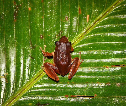 Brown Frog - top view, Rio Ñambi, Colombia On our second and last night in Rio Ñambi, we ventured out into the forest for a night tour with a main focus on herping. With us was Miguel (don't know his last name), a local herping expert that would often assist biologists coming here. 

From the very first minute it was easy to see he knows the forest very well. Also, he doesn't tread with care as we do in the night, instead he goes off-track far and fast, me struggling to keep up, stay up and not get my gear entangled in thick vegetation. Worth it though!

This will be the last night tour of the 2018 set.
https://www.jungledragon.com/image/79163/brown_frog_-_side_view_rio_ambi_colombia.html
https://www.jungledragon.com/image/79161/brown_frog_-_side_view_2_rio_ambi_colombia.html
https://www.jungledragon.com/image/79160/brown_frog_-_front_view_rio_ambi_colombia.html Colombia,Colombia 2018,Colombia South,Rio Ñambi,South America