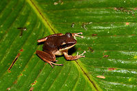 Brown Frog - side view, Rio Ñambi, Colombia On our second and last night in Rio Ñambi, we ventured out into the forest for a night tour with a main focus on herping. With us was Miguel (don't know his last name), a local herping expert that would often assist biologists coming here. <br />
<br />
From the very first minute it was easy to see he knows the forest very well. Also, he doesn't tread with care as we do in the night, instead he goes off-track far and fast, me struggling to keep up, stay up and not get my gear entangled in thick vegetation. Worth it though!<br />
<br />
This will be the last night tour of the 2018 set.<br />
https://www.jungledragon.com/image/79162/brown_frog_-_top_view_rio_ambi_colombia.html<br />
https://www.jungledragon.com/image/79161/brown_frog_-_side_view_2_rio_ambi_colombia.html<br />
https://www.jungledragon.com/image/79160/brown_frog_-_front_view_rio_ambi_colombia.html Colombia,Colombia 2018,Colombia South,Rio Ñambi,South America