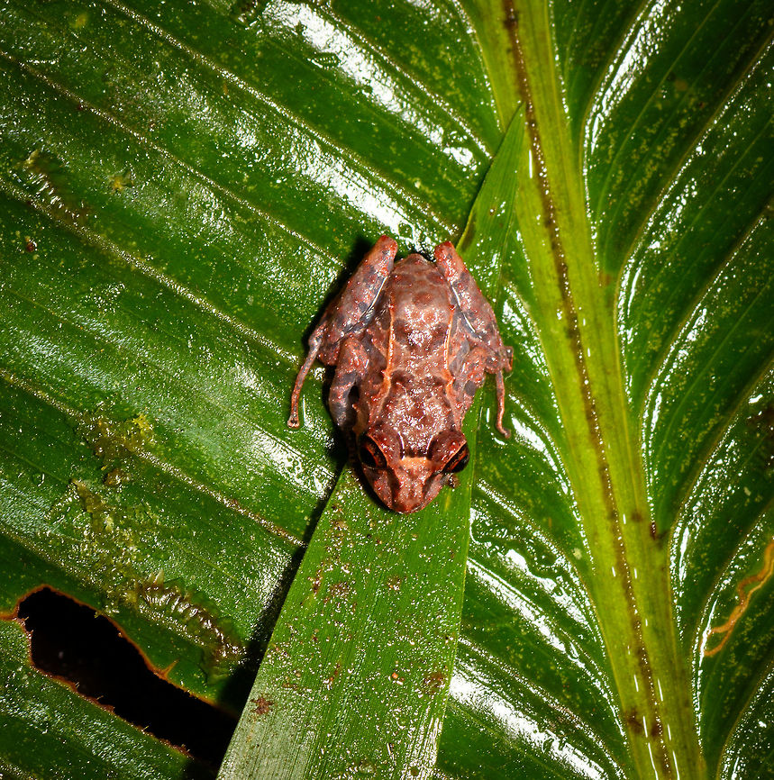Small red-eyed frog - top view, Rio Ñambi, Colombia <figure class="photo"><a href="https://www.jungledragon.com/image/79172/small_red-eyed_frog_-_front_view_rio_ambi_colombia.html" title="Small red-eyed frog - front view, Rio &Ntilde;ambi, Colombia"><img src="https://s3.amazonaws.com/media.jungledragon.com/images/2/79172_thumb.jpg?AWSAccessKeyId=05GMT0V3GWVNE7GGM1R2&Expires=1759968010&Signature=0ruYRWXp6EPL7EU9n%2B8sGY78zPM%3D" width="200" height="110" alt="Small red-eyed frog - front view, Rio &Ntilde;ambi, Colombia https://www.jungledragon.com/image/79171/small_red-eyed_frog_-_top_view_rio_ambi_colombia.html<br />
https://www.jungledragon.com/image/79173/small_red-eyed_frog_-_side_view_rio_ambi_colombia.html Colombia,Colombia 2018,Colombia South,Rio &Ntilde;ambi,South America" /></a></figure><br />
<figure class="photo"><a href="https://www.jungledragon.com/image/79173/small_red-eyed_frog_-_side_view_rio_ambi_colombia.html" title="Small red-eyed frog - side view, Rio &Ntilde;ambi, Colombia"><img src="https://s3.amazonaws.com/media.jungledragon.com/images/2/79173_thumb.jpg?AWSAccessKeyId=05GMT0V3GWVNE7GGM1R2&Expires=1759968010&Signature=858U0lrQplCYMcTHscYgaNFLxrI%3D" width="200" height="134" alt="Small red-eyed frog - side view, Rio &Ntilde;ambi, Colombia https://www.jungledragon.com/image/79172/small_red-eyed_frog_-_front_view_rio_ambi_colombia.html<br />
https://www.jungledragon.com/image/79171/small_red-eyed_frog_-_top_view_rio_ambi_colombia.html Colombia,Colombia 2018,Colombia South,Rio &Ntilde;ambi,South America" /></a></figure> Colombia,Colombia 2018,Colombia South,Rio Ñambi,South America