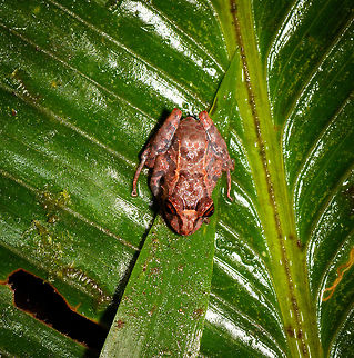 Small red-eyed frog - top view, Rio Ñambi, Colombia https://www.jungledragon.com/image/79172/small_red-eyed_frog_-_front_view_rio_ambi_colombia.html
https://www.jungledragon.com/image/79173/small_red-eyed_frog_-_side_view_rio_ambi_colombia.html Colombia,Colombia 2018,Colombia South,Rio Ñambi,South America