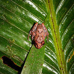 Small red-eyed frog - top view, Rio Ñambi, Colombia https://www.jungledragon.com/image/79172/small_red-eyed_frog_-_front_view_rio_ambi_colombia.html<br />
https://www.jungledragon.com/image/79173/small_red-eyed_frog_-_side_view_rio_ambi_colombia.html Colombia,Colombia 2018,Colombia South,Rio Ñambi,South America