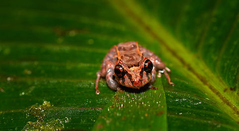 Small red-eyed frog - front view, Rio Ñambi, Colombia https://www.jungledragon.com/image/79171/small_red-eyed_frog_-_top_view_rio_ambi_colombia.html
https://www.jungledragon.com/image/79173/small_red-eyed_frog_-_side_view_rio_ambi_colombia.html Colombia,Colombia 2018,Colombia South,Rio Ñambi,South America
