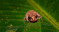 Small red-eyed frog - front view, Rio Ñambi, Colombia https://www.jungledragon.com/image/79171/small_red-eyed_frog_-_top_view_rio_ambi_colombia.html<br />
https://www.jungledragon.com/image/79173/small_red-eyed_frog_-_side_view_rio_ambi_colombia.html Colombia,Colombia 2018,Colombia South,Rio Ñambi,South America