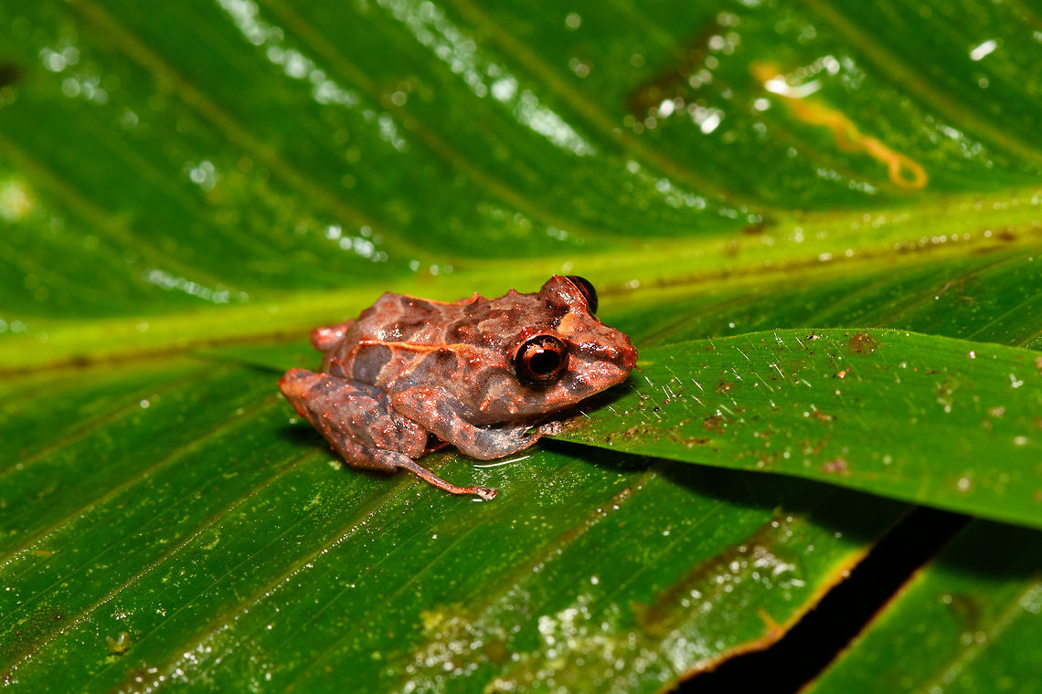 Small red-eyed frog - side view, Rio Ñambi, Colombia <figure class="photo"><a href="https://www.jungledragon.com/image/79172/small_red-eyed_frog_-_front_view_rio_ambi_colombia.html" title="Small red-eyed frog - front view, Rio &Ntilde;ambi, Colombia"><img src="https://s3.amazonaws.com/media.jungledragon.com/images/2/79172_thumb.jpg?AWSAccessKeyId=05GMT0V3GWVNE7GGM1R2&Expires=1759968010&Signature=0ruYRWXp6EPL7EU9n%2B8sGY78zPM%3D" width="200" height="110" alt="Small red-eyed frog - front view, Rio &Ntilde;ambi, Colombia https://www.jungledragon.com/image/79171/small_red-eyed_frog_-_top_view_rio_ambi_colombia.html<br />
https://www.jungledragon.com/image/79173/small_red-eyed_frog_-_side_view_rio_ambi_colombia.html Colombia,Colombia 2018,Colombia South,Rio &Ntilde;ambi,South America" /></a></figure><br />
<figure class="photo"><a href="https://www.jungledragon.com/image/79171/small_red-eyed_frog_-_top_view_rio_ambi_colombia.html" title="Small red-eyed frog - top view, Rio &Ntilde;ambi, Colombia"><img src="https://s3.amazonaws.com/media.jungledragon.com/images/2/79171_thumb.jpg?AWSAccessKeyId=05GMT0V3GWVNE7GGM1R2&Expires=1759968010&Signature=Q0fl1XEaJrptiMFhDc4NfAHHPYw%3D" width="152" height="152" alt="Small red-eyed frog - top view, Rio &Ntilde;ambi, Colombia https://www.jungledragon.com/image/79172/small_red-eyed_frog_-_front_view_rio_ambi_colombia.html<br />
https://www.jungledragon.com/image/79173/small_red-eyed_frog_-_side_view_rio_ambi_colombia.html Colombia,Colombia 2018,Colombia South,Rio &Ntilde;ambi,South America" /></a></figure> Colombia,Colombia 2018,Colombia South,Rio Ñambi,South America