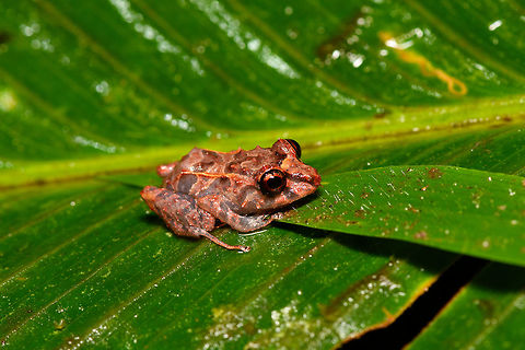 Small red-eyed frog - side view, Rio Ñambi, Colombia https://www.jungledragon.com/image/79172/small_red-eyed_frog_-_front_view_rio_ambi_colombia.html
https://www.jungledragon.com/image/79171/small_red-eyed_frog_-_top_view_rio_ambi_colombia.html Colombia,Colombia 2018,Colombia South,Rio Ñambi,South America