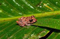 Small red-eyed frog - side view, Rio Ñambi, Colombia https://www.jungledragon.com/image/79172/small_red-eyed_frog_-_front_view_rio_ambi_colombia.html<br />
https://www.jungledragon.com/image/79171/small_red-eyed_frog_-_top_view_rio_ambi_colombia.html Colombia,Colombia 2018,Colombia South,Rio Ñambi,South America