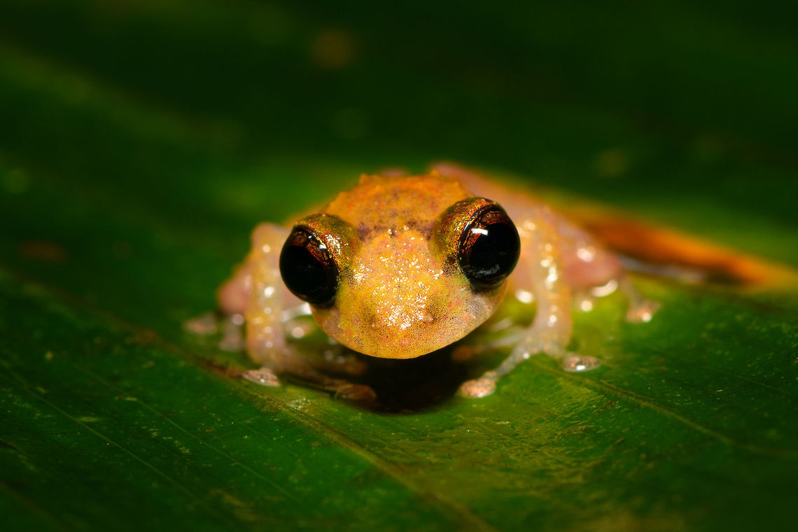 Tiny big-eyed frog - frontal, Rio Ñambi, Colombia <figure class="photo"><a href="https://www.jungledragon.com/image/79175/tiny_big-eyed_frog_-_macro_rio_ambi_colombia.html" title="Tiny big-eyed frog - macro, Rio &Ntilde;ambi, Colombia"><img src="https://s3.amazonaws.com/media.jungledragon.com/images/2/79175_thumb.jpg?AWSAccessKeyId=05GMT0V3GWVNE7GGM1R2&Expires=1759968010&Signature=29ovh%2FnO7bgpvxdi3uksvk4Iv0w%3D" width="200" height="134" alt="Tiny big-eyed frog - macro, Rio &Ntilde;ambi, Colombia https://www.jungledragon.com/image/79174/tiny_big-eyed_frog_-_frontal_rio_ambi_colombia.html<br />
https://www.jungledragon.com/image/79176/tiny_big-eyed_frog_rio_ambi_colombia.html Colombia,Colombia 2018,Colombia South,Rio &Ntilde;ambi,South America" /></a></figure><br />
<figure class="photo"><a href="https://www.jungledragon.com/image/79176/tiny_big-eyed_frog_rio_ambi_colombia.html" title="Tiny big-eyed frog, Rio &Ntilde;ambi, Colombia"><img src="https://s3.amazonaws.com/media.jungledragon.com/images/2/79176_thumb.jpg?AWSAccessKeyId=05GMT0V3GWVNE7GGM1R2&Expires=1759968010&Signature=DU6Sf188Kwh9TpWT%2BD%2Fvb%2Bm1Swo%3D" width="200" height="134" alt="Tiny big-eyed frog, Rio &Ntilde;ambi, Colombia https://www.jungledragon.com/image/79174/tiny_big-eyed_frog_-_frontal_rio_ambi_colombia.html<br />
https://www.jungledragon.com/image/79175/tiny_big-eyed_frog_-_macro_rio_ambi_colombia.html Colombia,Colombia 2018,Colombia South,Fall,Geotagged,Rio &Ntilde;ambi,South America" /></a></figure> Colombia,Colombia 2018,Colombia South,Rio Ñambi,South America