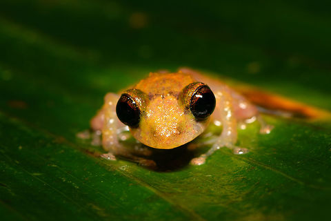 Tiny big-eyed frog - frontal, Rio Ñambi, Colombia https://www.jungledragon.com/image/79175/tiny_big-eyed_frog_-_macro_rio_ambi_colombia.html
https://www.jungledragon.com/image/79176/tiny_big-eyed_frog_rio_ambi_colombia.html Colombia,Colombia 2018,Colombia South,Rio Ñambi,South America