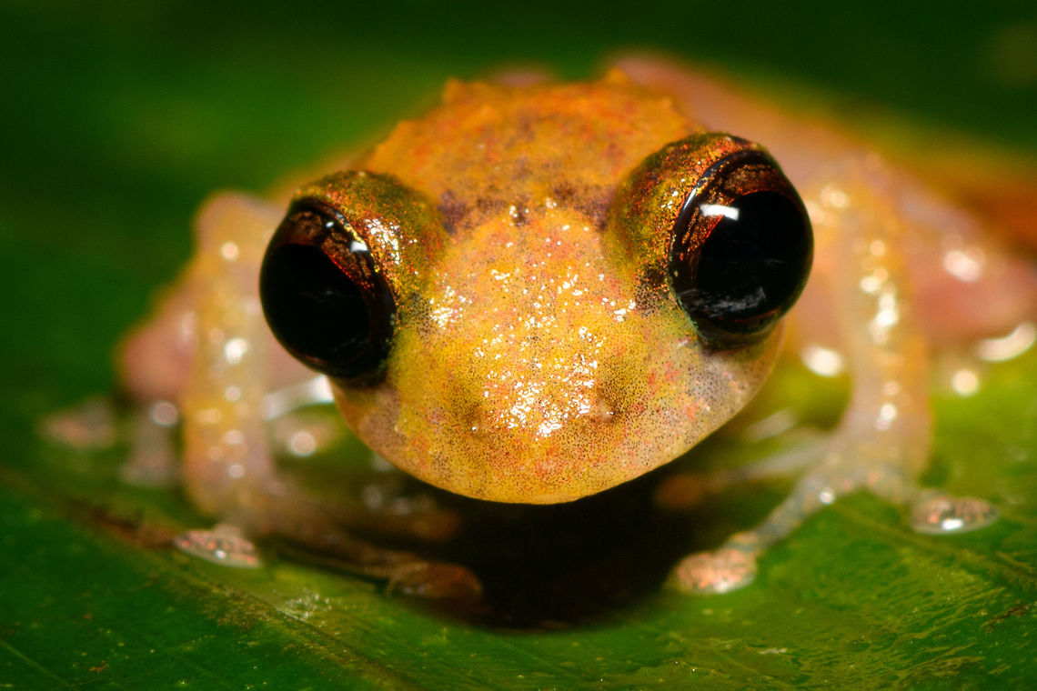 Tiny big-eyed frog - macro, Rio Ñambi, Colombia <figure class="photo"><a href="https://www.jungledragon.com/image/79174/tiny_big-eyed_frog_-_frontal_rio_ambi_colombia.html" title="Tiny big-eyed frog - frontal, Rio &Ntilde;ambi, Colombia"><img src="https://s3.amazonaws.com/media.jungledragon.com/images/2/79174_thumb.jpg?AWSAccessKeyId=05GMT0V3GWVNE7GGM1R2&Expires=1759968010&Signature=V%2BTezBJzH6MTotuw%2BlkbQLrn25A%3D" width="200" height="134" alt="Tiny big-eyed frog - frontal, Rio &Ntilde;ambi, Colombia https://www.jungledragon.com/image/79175/tiny_big-eyed_frog_-_macro_rio_ambi_colombia.html<br />
https://www.jungledragon.com/image/79176/tiny_big-eyed_frog_rio_ambi_colombia.html Colombia,Colombia 2018,Colombia South,Rio &Ntilde;ambi,South America" /></a></figure><br />
<figure class="photo"><a href="https://www.jungledragon.com/image/79176/tiny_big-eyed_frog_rio_ambi_colombia.html" title="Tiny big-eyed frog, Rio &Ntilde;ambi, Colombia"><img src="https://s3.amazonaws.com/media.jungledragon.com/images/2/79176_thumb.jpg?AWSAccessKeyId=05GMT0V3GWVNE7GGM1R2&Expires=1759968010&Signature=DU6Sf188Kwh9TpWT%2BD%2Fvb%2Bm1Swo%3D" width="200" height="134" alt="Tiny big-eyed frog, Rio &Ntilde;ambi, Colombia https://www.jungledragon.com/image/79174/tiny_big-eyed_frog_-_frontal_rio_ambi_colombia.html<br />
https://www.jungledragon.com/image/79175/tiny_big-eyed_frog_-_macro_rio_ambi_colombia.html Colombia,Colombia 2018,Colombia South,Fall,Geotagged,Rio &Ntilde;ambi,South America" /></a></figure> Colombia,Colombia 2018,Colombia South,Rio Ñambi,South America