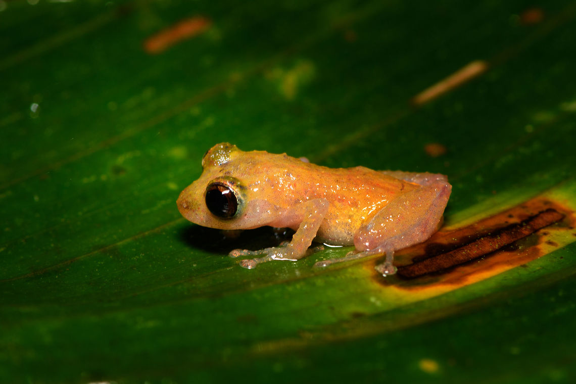 Tiny big-eyed frog, Rio Ñambi, Colombia <figure class="photo"><a href="https://www.jungledragon.com/image/79174/tiny_big-eyed_frog_-_frontal_rio_ambi_colombia.html" title="Tiny big-eyed frog - frontal, Rio &Ntilde;ambi, Colombia"><img src="https://s3.amazonaws.com/media.jungledragon.com/images/2/79174_thumb.jpg?AWSAccessKeyId=05GMT0V3GWVNE7GGM1R2&Expires=1763596810&Signature=6f4gsAepqN6DgI1fkujHZ7hRx%2FI%3D" width="200" height="134" alt="Tiny big-eyed frog - frontal, Rio &Ntilde;ambi, Colombia https://www.jungledragon.com/image/79175/tiny_big-eyed_frog_-_macro_rio_ambi_colombia.html<br />
https://www.jungledragon.com/image/79176/tiny_big-eyed_frog_rio_ambi_colombia.html Colombia,Colombia 2018,Colombia South,Rio &Ntilde;ambi,South America" /></a></figure><br />
<figure class="photo"><a href="https://www.jungledragon.com/image/79175/tiny_big-eyed_frog_-_macro_rio_ambi_colombia.html" title="Tiny big-eyed frog - macro, Rio &Ntilde;ambi, Colombia"><img src="https://s3.amazonaws.com/media.jungledragon.com/images/2/79175_thumb.jpg?AWSAccessKeyId=05GMT0V3GWVNE7GGM1R2&Expires=1763596810&Signature=O2yndlAsf7utVzSyxOcnEz7gwxE%3D" width="200" height="134" alt="Tiny big-eyed frog - macro, Rio &Ntilde;ambi, Colombia https://www.jungledragon.com/image/79174/tiny_big-eyed_frog_-_frontal_rio_ambi_colombia.html<br />
https://www.jungledragon.com/image/79176/tiny_big-eyed_frog_rio_ambi_colombia.html Colombia,Colombia 2018,Colombia South,Rio &Ntilde;ambi,South America" /></a></figure> Colombia,Colombia 2018,Colombia South,Fall,Geotagged,Rio Ñambi,South America