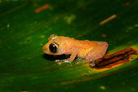 Tiny big-eyed frog, Rio Ñambi, Colombia https://www.jungledragon.com/image/79174/tiny_big-eyed_frog_-_frontal_rio_ambi_colombia.html<br />
https://www.jungledragon.com/image/79175/tiny_big-eyed_frog_-_macro_rio_ambi_colombia.html Colombia,Colombia 2018,Colombia South,Fall,Geotagged,Rio Ñambi,South America