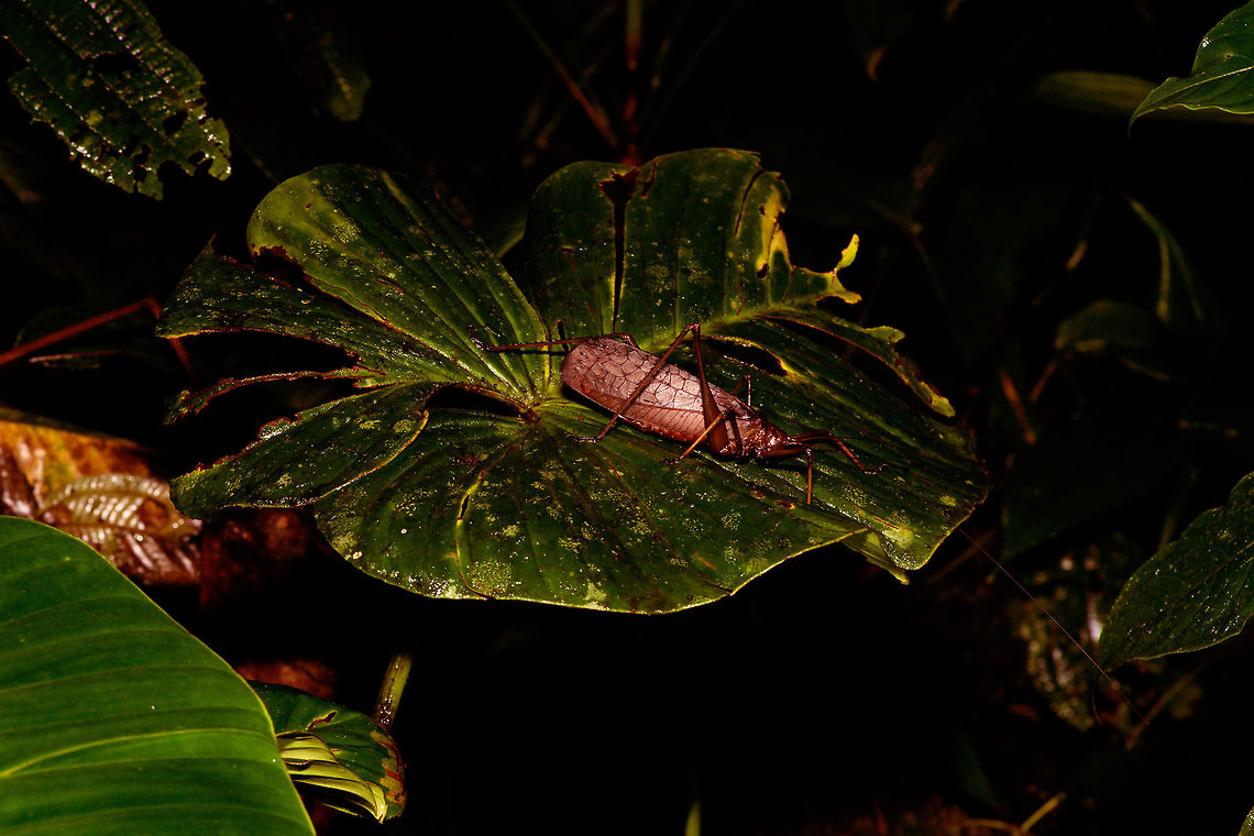 Giant orange-brown katydid, Rio &Ntilde;ambi, Colombia It finally found a leaf big enough to hold it. Colombia,Colombia 2018,Colombia South,Rio &Ntilde;ambi,South America