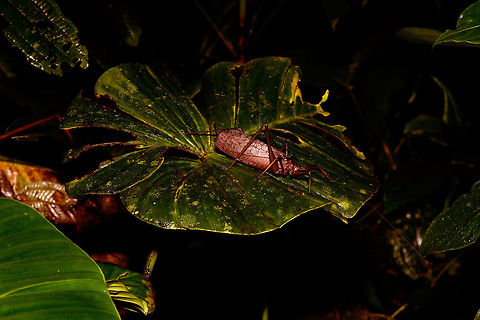 Giant orange-brown katydid, Rio &Ntilde;ambi, Colombia It finally found a leaf big enough to hold it. Colombia,Colombia 2018,Colombia South,Rio &Ntilde;ambi,South America
