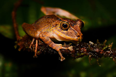 Treefrog, Rio &Ntilde;ambi, Colombia https://www.jungledragon.com/image/79179/treefrog_-_macro_rio_ambi_colombia.html Colombia,Colombia 2018,Colombia South,Fall,Geotagged,Rio &Ntilde;ambi,South America