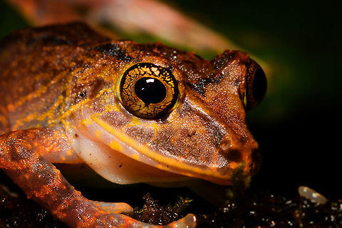 Treefrog - macro, Rio Ñambi, Colombia https://www.jungledragon.com/image/79178/treefrog_rio_ambi_colombia.html Colombia,Colombia 2018,Colombia South,Fall,Geotagged,Rio Ñambi,South America