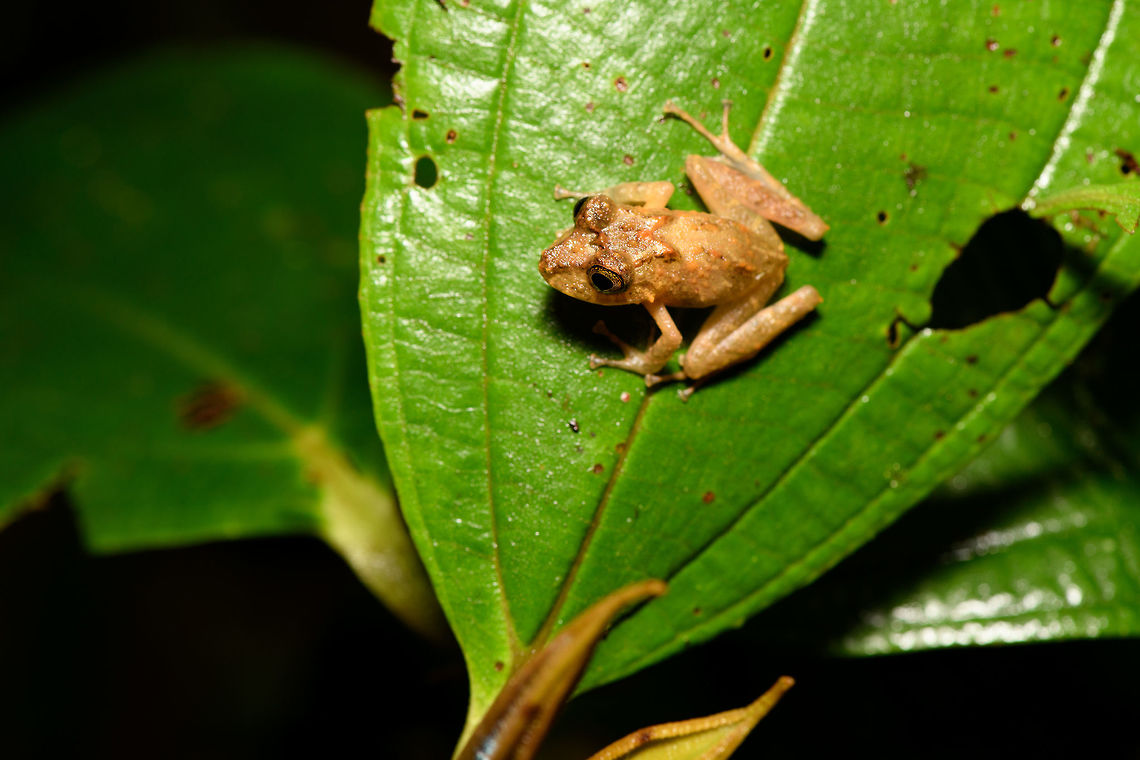 Sticky Rainfrog, Rio &Ntilde;ambi, Colombia  Colombia,Colombia 2018,Colombia South,Rio &Ntilde;ambi,South America