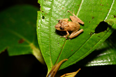 Sticky Rainfrog, Rio &Ntilde;ambi, Colombia  Colombia,Colombia 2018,Colombia South,Rio &Ntilde;ambi,South America