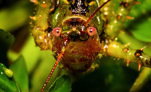 Giant spiny katydid - macro, Rio Ñambi, Colombia Richly camouflaged across its body in a military pattern, heavily spiked on all legs. Eyed red. Antennae at least as long as its body. Wings tiny and underdeveloped.
https://www.jungledragon.com/image/79233/giant_spiny_katydid_rio_ambi_colombia.html
https://www.jungledragon.com/image/79232/giant_spiny_katydid_-_closeup_rio_ambi_colombia.html
https://www.jungledragon.com/image/79231/giant_spiny_katydid_-_frontal_rio_ambi_colombia.html Colombia,Colombia 2018,Colombia South,Fall,Geotagged,Rio Ñambi,South America
