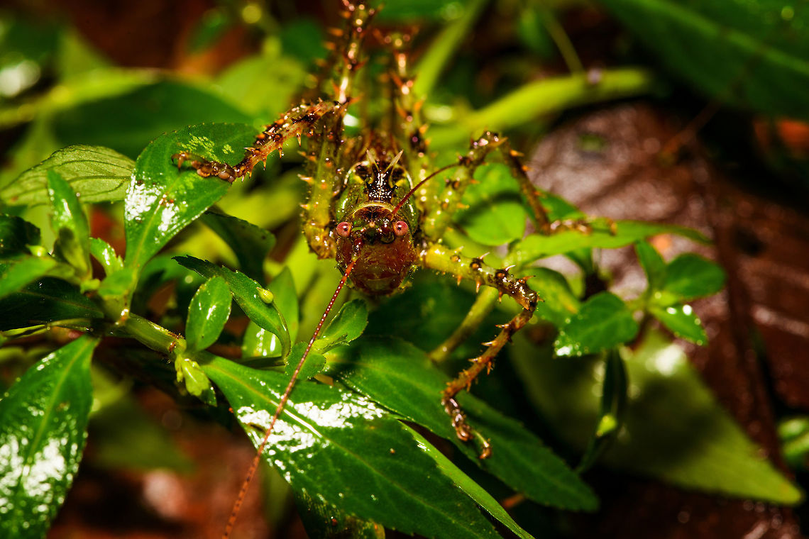 Giant spiny katydid - frontal, Rio Ñambi, Colombia Richly camouflaged across its body in a military pattern, heavily spiked on all legs. Eyed red. Antennae at least as long as its body. Wings tiny and underdeveloped.<br />
<figure class="photo"><a href="https://www.jungledragon.com/image/79233/giant_spiny_katydid_rio_ambi_colombia.html" title="Giant spiny katydid, Rio &Ntilde;ambi, Colombia"><img src="https://s3.amazonaws.com/media.jungledragon.com/images/2/79233_thumb.jpg?AWSAccessKeyId=05GMT0V3GWVNE7GGM1R2&Expires=1767225610&Signature=rrdYi%2FYXDbl906FBkzoQVdxPOXw%3D" width="200" height="134" alt="Giant spiny katydid, Rio &Ntilde;ambi, Colombia Richly camouflaged across its body in a military pattern, heavily spiked on all legs. Eyed red. Antennae at least as long as its body. Wings tiny and underdeveloped.<br />
https://www.jungledragon.com/image/79232/giant_spiny_katydid_-_closeup_rio_ambi_colombia.html<br />
https://www.jungledragon.com/image/79231/giant_spiny_katydid_-_frontal_rio_ambi_colombia.html<br />
https://www.jungledragon.com/image/79230/giant_spiny_katydid_-_macro_rio_ambi_colombia.html<br />
 Colombia,Colombia 2018,Colombia South,Rio &Ntilde;ambi,South America" /></a></figure><br />
<figure class="photo"><a href="https://www.jungledragon.com/image/79232/giant_spiny_katydid_-_closeup_rio_ambi_colombia.html" title="Giant spiny katydid - closeup, Rio &Ntilde;ambi, Colombia"><img src="https://s3.amazonaws.com/media.jungledragon.com/images/2/79232_thumb.jpg?AWSAccessKeyId=05GMT0V3GWVNE7GGM1R2&Expires=1767225610&Signature=cUXod%2BgbqQnxt0K4AZI8sV6IHjg%3D" width="200" height="134" alt="Giant spiny katydid - closeup, Rio &Ntilde;ambi, Colombia Richly camouflaged across its body in a military pattern, heavily spiked on all legs. Eyed red. Antennae at least as long as its body. Wings tiny and underdeveloped.<br />
https://www.jungledragon.com/image/79233/giant_spiny_katydid_rio_ambi_colombia.html<br />
https://www.jungledragon.com/image/79231/giant_spiny_katydid_-_frontal_rio_ambi_colombia.html<br />
https://www.jungledragon.com/image/79230/giant_spiny_katydid_-_macro_rio_ambi_colombia.html<br />
 Colombia,Colombia 2018,Colombia South,Rio &Ntilde;ambi,South America" /></a></figure><br />
<figure class="photo"><a href="https://www.jungledragon.com/image/79230/giant_spiny_katydid_-_macro_rio_ambi_colombia.html" title="Giant spiny katydid - macro, Rio &Ntilde;ambi, Colombia"><img src="https://s3.amazonaws.com/media.jungledragon.com/images/2/79230_thumb.jpg?AWSAccessKeyId=05GMT0V3GWVNE7GGM1R2&Expires=1767225610&Signature=Y5UKrOhSxWaYpTKvkGCuBER0SKI%3D" width="200" height="124" alt="Giant spiny katydid - macro, Rio &Ntilde;ambi, Colombia Richly camouflaged across its body in a military pattern, heavily spiked on all legs. Eyed red. Antennae at least as long as its body. Wings tiny and underdeveloped.<br />
https://www.jungledragon.com/image/79233/giant_spiny_katydid_rio_ambi_colombia.html<br />
https://www.jungledragon.com/image/79232/giant_spiny_katydid_-_closeup_rio_ambi_colombia.html<br />
https://www.jungledragon.com/image/79231/giant_spiny_katydid_-_frontal_rio_ambi_colombia.html Colombia,Colombia 2018,Colombia South,Fall,Geotagged,Rio &Ntilde;ambi,South America" /></a></figure><br />
 Colombia,Colombia 2018,Colombia South,Fall,Geotagged,Rio Ñambi,South America