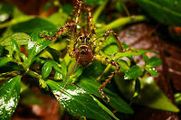 Giant spiny katydid - frontal, Rio Ñambi, Colombia Richly camouflaged across its body in a military pattern, heavily spiked on all legs. Eyed red. Antennae at least as long as its body. Wings tiny and underdeveloped.<br />
https://www.jungledragon.com/image/79233/giant_spiny_katydid_rio_ambi_colombia.html<br />
https://www.jungledragon.com/image/79232/giant_spiny_katydid_-_closeup_rio_ambi_colombia.html<br />
https://www.jungledragon.com/image/79230/giant_spiny_katydid_-_macro_rio_ambi_colombia.html<br />
Colombia,Colombia 2018,Colombia South,Fall,Geotagged,Rio Ñambi,South America