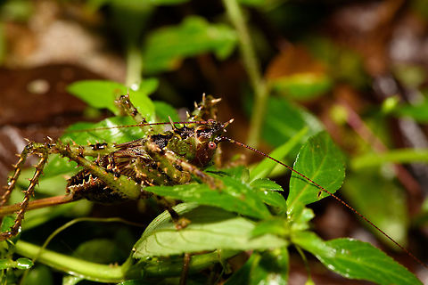 Giant spiny katydid - closeup, Rio Ñambi, Colombia Richly camouflaged across its body in a military pattern, heavily spiked on all legs. Eyed red. Antennae at least as long as its body. Wings tiny and underdeveloped.
https://www.jungledragon.com/image/79233/giant_spiny_katydid_rio_ambi_colombia.html
https://www.jungledragon.com/image/79231/giant_spiny_katydid_-_frontal_rio_ambi_colombia.html
https://www.jungledragon.com/image/79230/giant_spiny_katydid_-_macro_rio_ambi_colombia.html
 Colombia,Colombia 2018,Colombia South,Rio Ñambi,South America