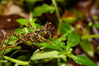 Giant spiny katydid - closeup, Rio Ñambi, Colombia Richly camouflaged across its body in a military pattern, heavily spiked on all legs. Eyed red. Antennae at least as long as its body. Wings tiny and underdeveloped.<br />
https://www.jungledragon.com/image/79233/giant_spiny_katydid_rio_ambi_colombia.html<br />
https://www.jungledragon.com/image/79231/giant_spiny_katydid_-_frontal_rio_ambi_colombia.html<br />
https://www.jungledragon.com/image/79230/giant_spiny_katydid_-_macro_rio_ambi_colombia.html<br />
Colombia,Colombia 2018,Colombia South,Rio Ñambi,South America
