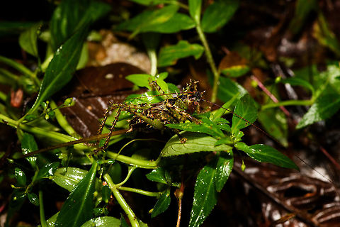 Giant spiny katydid, Rio &Ntilde;ambi, Colombia Richly camouflaged across its body in a military pattern, heavily spiked on all legs. Eyed red. Antennae at least as long as its body. Wings tiny and underdeveloped.
https://www.jungledragon.com/image/79232/giant_spiny_katydid_-_closeup_rio_ambi_colombia.html
https://www.jungledragon.com/image/79231/giant_spiny_katydid_-_frontal_rio_ambi_colombia.html
https://www.jungledragon.com/image/79230/giant_spiny_katydid_-_macro_rio_ambi_colombia.html
 Colombia,Colombia 2018,Colombia South,Rio &Ntilde;ambi,South America