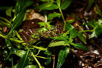 Giant spiny katydid, Rio Ñambi, Colombia Richly camouflaged across its body in a military pattern, heavily spiked on all legs. Eyed red. Antennae at least as long as its body. Wings tiny and underdeveloped.<br />
https://www.jungledragon.com/image/79232/giant_spiny_katydid_-_closeup_rio_ambi_colombia.html<br />
https://www.jungledragon.com/image/79231/giant_spiny_katydid_-_frontal_rio_ambi_colombia.html<br />
https://www.jungledragon.com/image/79230/giant_spiny_katydid_-_macro_rio_ambi_colombia.html<br />
Colombia,Colombia 2018,Colombia South,Rio Ñambi,South America