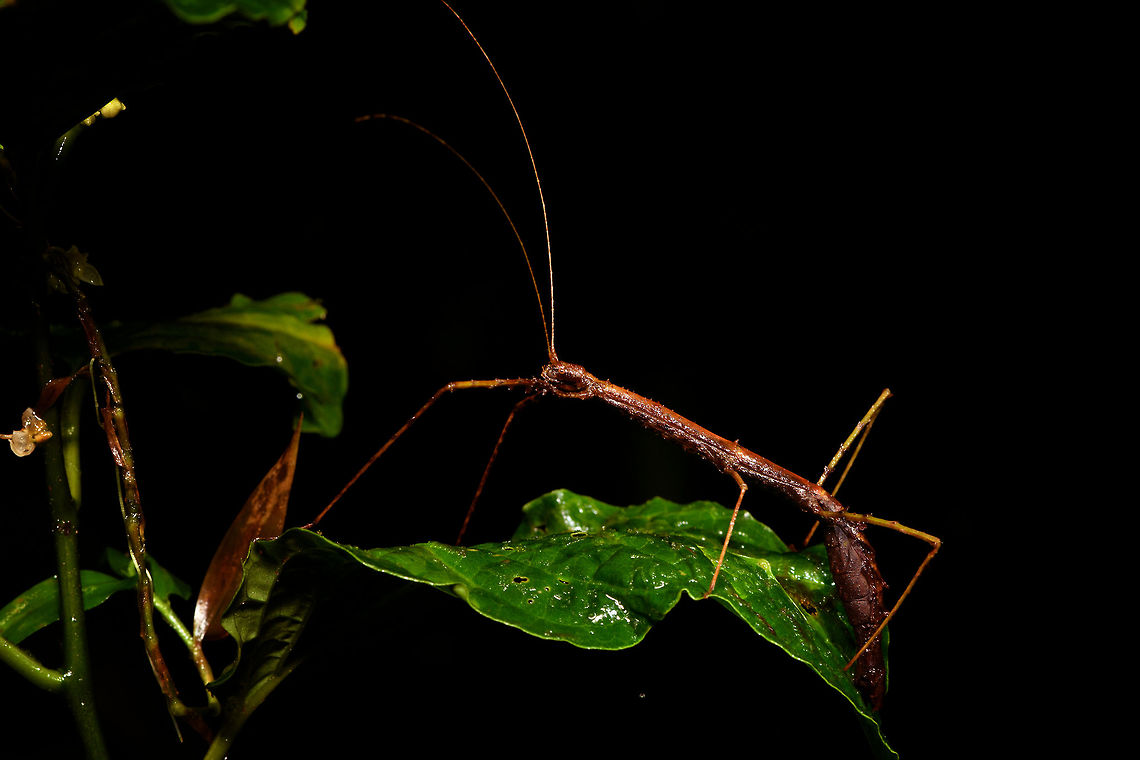 Giant stick insect, Rio &Ntilde;ambi, Colombia  Colombia,Colombia 2018,Colombia South,Fall,Geotagged,Rio &Ntilde;ambi,South America