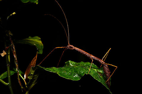 Giant stick insect, Rio &Ntilde;ambi, Colombia  Colombia,Colombia 2018,Colombia South,Fall,Geotagged,Rio &Ntilde;ambi,South America