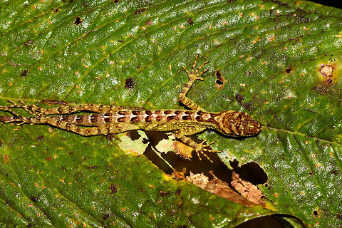 Lengthy spotted gecko - closeup, Rio &Ntilde;ambi, Colombia https://www.jungledragon.com/image/79236/lengthy_spotted_gecko_rio_ambi_colombia.html Colombia,Colombia 2018,Colombia South,Fall,Geotagged,Rio &Ntilde;ambi,South America