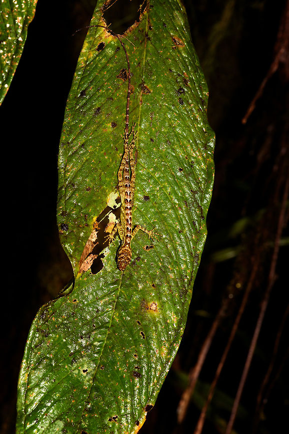 Lengthy spotted gecko, Rio &Ntilde;ambi, Colombia <figure class="photo"><a href="https://www.jungledragon.com/image/79235/lengthy_spotted_gecko_-_closeup_rio_ambi_colombia.html" title="Lengthy spotted gecko - closeup, Rio &Ntilde;ambi, Colombia"><img src="https://s3.amazonaws.com/media.jungledragon.com/images/2/79235_thumb.jpg?AWSAccessKeyId=05GMT0V3GWVNE7GGM1R2&Expires=1770854410&Signature=gMGzRwM%2FA3pVOR6QlYtLObYAXAU%3D" width="200" height="134" alt="Lengthy spotted gecko - closeup, Rio &Ntilde;ambi, Colombia https://www.jungledragon.com/image/79236/lengthy_spotted_gecko_rio_ambi_colombia.html Colombia,Colombia 2018,Colombia South,Fall,Geotagged,Rio &Ntilde;ambi,South America" /></a></figure> Colombia,Colombia 2018,Colombia South,Fall,Geotagged,Rio &Ntilde;ambi,South America