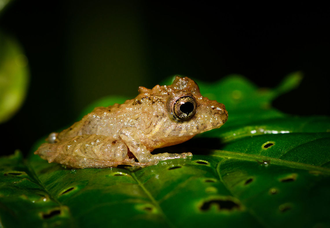 Small bumpy rainfrog - macro, Rio Ñambi, Colombia <figure class="photo"><a href="https://www.jungledragon.com/image/79238/small_bumpy_rainfrog_rio_ambi_colombia.html" title="Small bumpy rainfrog, Rio &Ntilde;ambi, Colombia"><img src="https://s3.amazonaws.com/media.jungledragon.com/images/2/79238_thumb.jpg?AWSAccessKeyId=05GMT0V3GWVNE7GGM1R2&Expires=1763596810&Signature=6CL3PgvSOVieurbbMh3p%2FqRxauM%3D" width="200" height="134" alt="Small bumpy rainfrog, Rio &Ntilde;ambi, Colombia https://www.jungledragon.com/image/79237/small_bumpy_rainfrog_-_macro_rio_ambi_colombia.html<br />
https://www.jungledragon.com/image/79239/small_bumpy_rainfrog_-_frontal_rio_ambi_colombia.html Colombia,Colombia 2018,Colombia South,Rio &Ntilde;ambi,South America" /></a></figure><br />
<figure class="photo"><a href="https://www.jungledragon.com/image/79239/small_bumpy_rainfrog_-_frontal_rio_ambi_colombia.html" title="Small bumpy rainfrog - frontal, Rio &Ntilde;ambi, Colombia"><img src="https://s3.amazonaws.com/media.jungledragon.com/images/2/79239_thumb.jpg?AWSAccessKeyId=05GMT0V3GWVNE7GGM1R2&Expires=1763596810&Signature=3S6I8R%2FRN4ZRH6Knj%2BsB26D9DA8%3D" width="200" height="134" alt="Small bumpy rainfrog - frontal, Rio &Ntilde;ambi, Colombia https://www.jungledragon.com/image/79238/small_bumpy_rainfrog_rio_ambi_colombia.html<br />
https://www.jungledragon.com/image/79237/small_bumpy_rainfrog_-_macro_rio_ambi_colombia.html Colombia,Colombia 2018,Colombia South,Fall,Geotagged,Rio &Ntilde;ambi,South America" /></a></figure> Colombia,Colombia 2018,Colombia South,Rio Ñambi,South America