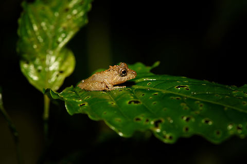Small bumpy rainfrog, Rio Ñambi, Colombia https://www.jungledragon.com/image/79237/small_bumpy_rainfrog_-_macro_rio_ambi_colombia.html
https://www.jungledragon.com/image/79239/small_bumpy_rainfrog_-_frontal_rio_ambi_colombia.html Colombia,Colombia 2018,Colombia South,Rio Ñambi,South America