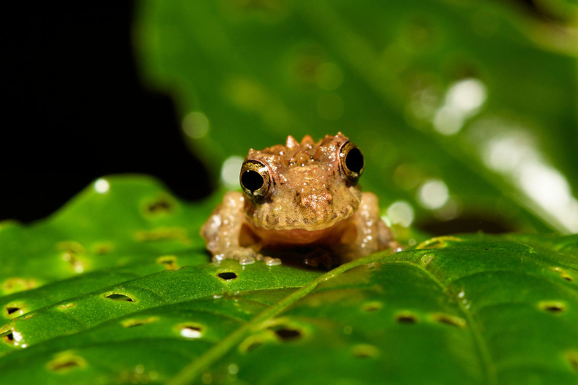 Small bumpy rainfrog - frontal, Rio Ñambi, Colombia <figure class="photo"><a href="https://www.jungledragon.com/image/79238/small_bumpy_rainfrog_rio_ambi_colombia.html" title="Small bumpy rainfrog, Rio &Ntilde;ambi, Colombia"><img src="https://s3.amazonaws.com/media.jungledragon.com/images/2/79238_thumb.jpg?AWSAccessKeyId=05GMT0V3GWVNE7GGM1R2&Expires=1759968010&Signature=%2FIG1PGk9iLzV%2FpRN719kqGOnXZ0%3D" width="200" height="134" alt="Small bumpy rainfrog, Rio &Ntilde;ambi, Colombia https://www.jungledragon.com/image/79237/small_bumpy_rainfrog_-_macro_rio_ambi_colombia.html<br />
https://www.jungledragon.com/image/79239/small_bumpy_rainfrog_-_frontal_rio_ambi_colombia.html Colombia,Colombia 2018,Colombia South,Rio &Ntilde;ambi,South America" /></a></figure><br />
<figure class="photo"><a href="https://www.jungledragon.com/image/79237/small_bumpy_rainfrog_-_macro_rio_ambi_colombia.html" title="Small bumpy rainfrog - macro, Rio &Ntilde;ambi, Colombia"><img src="https://s3.amazonaws.com/media.jungledragon.com/images/2/79237_thumb.jpg?AWSAccessKeyId=05GMT0V3GWVNE7GGM1R2&Expires=1759968010&Signature=xy8iW0g4rzsqfPG4uA%2FpIlJNdhM%3D" width="200" height="140" alt="Small bumpy rainfrog - macro, Rio &Ntilde;ambi, Colombia https://www.jungledragon.com/image/79238/small_bumpy_rainfrog_rio_ambi_colombia.html<br />
https://www.jungledragon.com/image/79239/small_bumpy_rainfrog_-_frontal_rio_ambi_colombia.html Colombia,Colombia 2018,Colombia South,Rio &Ntilde;ambi,South America" /></a></figure> Colombia,Colombia 2018,Colombia South,Fall,Geotagged,Rio Ñambi,South America