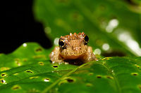 Small bumpy rainfrog - frontal, Rio &Ntilde;ambi, Colombia https://www.jungledragon.com/image/79238/small_bumpy_rainfrog_rio_ambi_colombia.html<br />
https://www.jungledragon.com/image/79237/small_bumpy_rainfrog_-_macro_rio_ambi_colombia.html Colombia,Colombia 2018,Colombia South,Fall,Geotagged,Rio &Ntilde;ambi,South America
