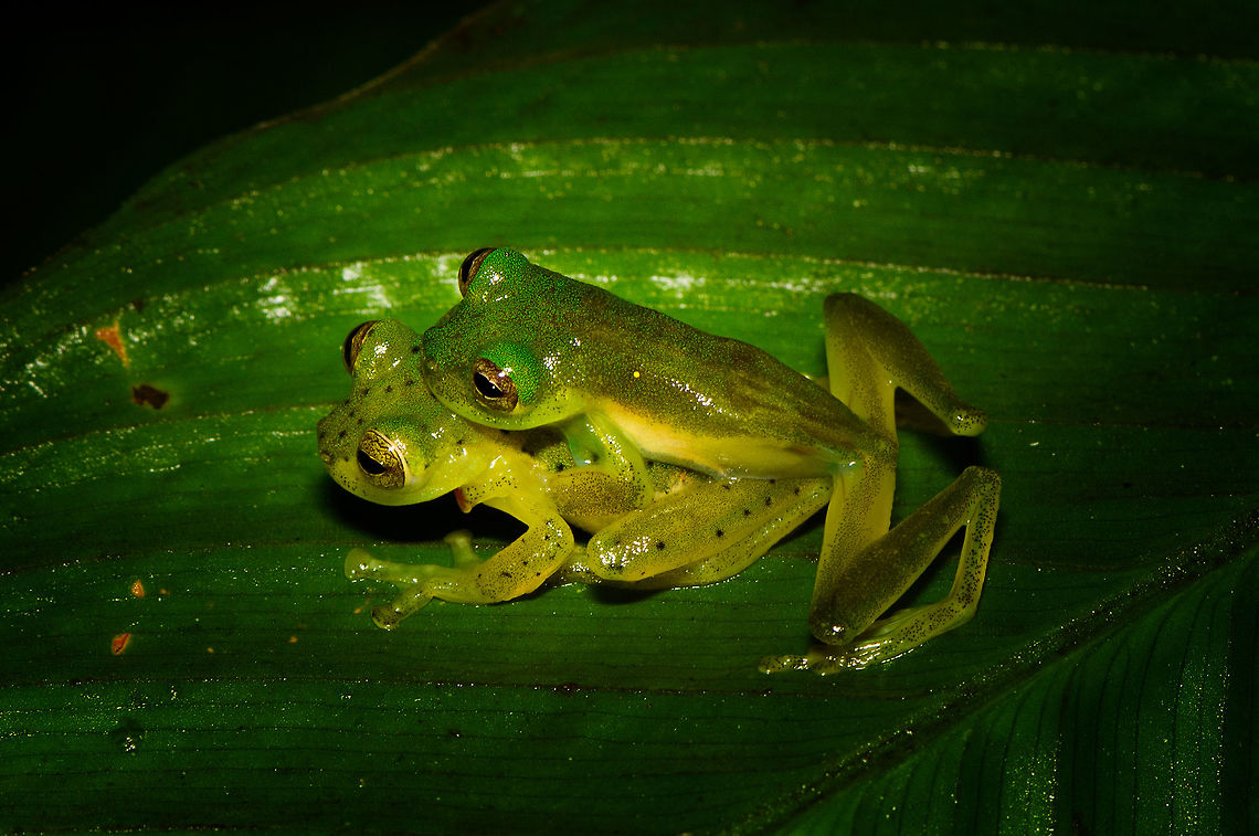 Green treefrogs mating - top view, Rio &Ntilde;ambi, Colombia Found quite far off-path during a night tour in Rio &Ntilde;ambi. They were on a large leaf hanging above a stream. Just gazing at the stars.<br />
<figure class="photo"><a href="https://www.jungledragon.com/image/79243/green_treefrogs_mating_-_rio_ambi_colombia.html" title="Green treefrogs mating - Rio &Ntilde;ambi, Colombia"><img src="https://s3.amazonaws.com/media.jungledragon.com/images/2/79243_thumb.jpg?AWSAccessKeyId=05GMT0V3GWVNE7GGM1R2&Expires=1769040010&Signature=hY5AhNMxjIhDr7BPpTAgsOe4leY%3D" width="200" height="134" alt="Green treefrogs mating - Rio &Ntilde;ambi, Colombia Found quite far off-path during a night tour in Rio &Ntilde;ambi. They were on a large leaf hanging above a stream. Just gazing at the stars.<br />
https://www.jungledragon.com/image/79242/green_treefrogs_mating_-_closeup_rio_ambi_colombia.html<br />
https://www.jungledragon.com/image/79241/green_treefrogs_mating_-_macro_rio_ambi_colombia.html<br />
https://www.jungledragon.com/image/79240/green_treefrogs_mating_-_top_view_rio_ambi_colombia.html Colombia,Colombia 2018,Colombia South,Fall,Geotagged,Rio &Ntilde;ambi,South America" /></a></figure><br />
<figure class="photo"><a href="https://www.jungledragon.com/image/79242/green_treefrogs_mating_-_closeup_rio_ambi_colombia.html" title="Green treefrogs mating - closeup, Rio &Ntilde;ambi, Colombia"><img src="https://s3.amazonaws.com/media.jungledragon.com/images/2/79242_thumb.jpg?AWSAccessKeyId=05GMT0V3GWVNE7GGM1R2&Expires=1769040010&Signature=uVoXGAgpGEvCiSJKkWxd6Kfg0V0%3D" width="200" height="134" alt="Green treefrogs mating - closeup, Rio &Ntilde;ambi, Colombia Found quite far off-path during a night tour in Rio &Ntilde;ambi. They were on a large leaf hanging above a stream. Just gazing at the stars.<br />
https://www.jungledragon.com/image/79243/green_treefrogs_mating_-_rio_ambi_colombia.html<br />
https://www.jungledragon.com/image/79241/green_treefrogs_mating_-_macro_rio_ambi_colombia.html<br />
https://www.jungledragon.com/image/79240/green_treefrogs_mating_-_top_view_rio_ambi_colombia.html Colombia,Colombia 2018,Colombia South,Fall,Geotagged,Rio &Ntilde;ambi,South America" /></a></figure><br />
<figure class="photo"><a href="https://www.jungledragon.com/image/79241/green_treefrogs_mating_-_macro_rio_ambi_colombia.html" title="Green treefrogs mating - macro, Rio &Ntilde;ambi, Colombia"><img src="https://s3.amazonaws.com/media.jungledragon.com/images/2/79241_thumb.jpg?AWSAccessKeyId=05GMT0V3GWVNE7GGM1R2&Expires=1769040010&Signature=FAJLiCDDd0pUNNJ%2BGUw8Bm3yYZg%3D" width="150" height="152" alt="Green treefrogs mating - macro, Rio &Ntilde;ambi, Colombia Found quite far off-path during a night tour in Rio &Ntilde;ambi. They were on a large leaf hanging above a stream. Just gazing at the stars.<br />
https://www.jungledragon.com/image/79243/green_treefrogs_mating_-_rio_ambi_colombia.html<br />
https://www.jungledragon.com/image/79242/green_treefrogs_mating_-_closeup_rio_ambi_colombia.html<br />
https://www.jungledragon.com/image/79240/green_treefrogs_mating_-_top_view_rio_ambi_colombia.html Colombia,Colombia 2018,Colombia South,Rio &Ntilde;ambi,South America" /></a></figure> Colombia,Colombia 2018,Colombia South,Rio &Ntilde;ambi,South America