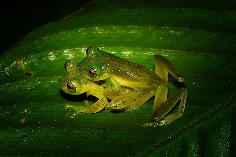 Green treefrogs mating - top view, Rio &Ntilde;ambi, Colombia Found quite far off-path during a night tour in Rio &Ntilde;ambi. They were on a large leaf hanging above a stream. Just gazing at the stars.
https://www.jungledragon.com/image/79243/green_treefrogs_mating_-_rio_ambi_colombia.html
https://www.jungledragon.com/image/79242/green_treefrogs_mating_-_closeup_rio_ambi_colombia.html
https://www.jungledragon.com/image/79241/green_treefrogs_mating_-_macro_rio_ambi_colombia.html Colombia,Colombia 2018,Colombia South,Rio &Ntilde;ambi,South America