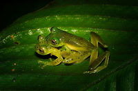 Green treefrogs mating - top view, Rio &Ntilde;ambi, Colombia Found quite far off-path during a night tour in Rio &Ntilde;ambi. They were on a large leaf hanging above a stream. Just gazing at the stars.<br />
https://www.jungledragon.com/image/79243/green_treefrogs_mating_-_rio_ambi_colombia.html<br />
https://www.jungledragon.com/image/79242/green_treefrogs_mating_-_closeup_rio_ambi_colombia.html<br />
https://www.jungledragon.com/image/79241/green_treefrogs_mating_-_macro_rio_ambi_colombia.html Colombia,Colombia 2018,Colombia South,Rio &Ntilde;ambi,South America
