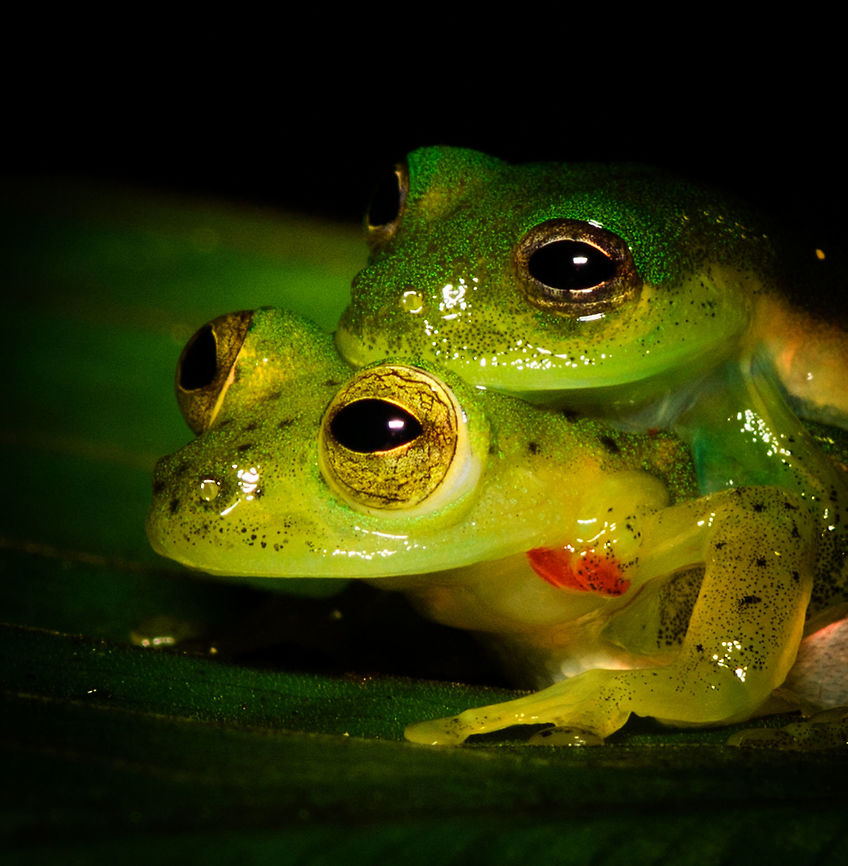 Green treefrogs mating - macro, Rio &Ntilde;ambi, Colombia Found quite far off-path during a night tour in Rio &Ntilde;ambi. They were on a large leaf hanging above a stream. Just gazing at the stars.<br />
<figure class="photo"><a href="https://www.jungledragon.com/image/79243/green_treefrogs_mating_-_rio_ambi_colombia.html" title="Green treefrogs mating - Rio &Ntilde;ambi, Colombia"><img src="https://s3.amazonaws.com/media.jungledragon.com/images/2/79243_thumb.jpg?AWSAccessKeyId=05GMT0V3GWVNE7GGM1R2&Expires=1769040010&Signature=hY5AhNMxjIhDr7BPpTAgsOe4leY%3D" width="200" height="134" alt="Green treefrogs mating - Rio &Ntilde;ambi, Colombia Found quite far off-path during a night tour in Rio &Ntilde;ambi. They were on a large leaf hanging above a stream. Just gazing at the stars.<br />
https://www.jungledragon.com/image/79242/green_treefrogs_mating_-_closeup_rio_ambi_colombia.html<br />
https://www.jungledragon.com/image/79241/green_treefrogs_mating_-_macro_rio_ambi_colombia.html<br />
https://www.jungledragon.com/image/79240/green_treefrogs_mating_-_top_view_rio_ambi_colombia.html Colombia,Colombia 2018,Colombia South,Fall,Geotagged,Rio &Ntilde;ambi,South America" /></a></figure><br />
<figure class="photo"><a href="https://www.jungledragon.com/image/79242/green_treefrogs_mating_-_closeup_rio_ambi_colombia.html" title="Green treefrogs mating - closeup, Rio &Ntilde;ambi, Colombia"><img src="https://s3.amazonaws.com/media.jungledragon.com/images/2/79242_thumb.jpg?AWSAccessKeyId=05GMT0V3GWVNE7GGM1R2&Expires=1769040010&Signature=uVoXGAgpGEvCiSJKkWxd6Kfg0V0%3D" width="200" height="134" alt="Green treefrogs mating - closeup, Rio &Ntilde;ambi, Colombia Found quite far off-path during a night tour in Rio &Ntilde;ambi. They were on a large leaf hanging above a stream. Just gazing at the stars.<br />
https://www.jungledragon.com/image/79243/green_treefrogs_mating_-_rio_ambi_colombia.html<br />
https://www.jungledragon.com/image/79241/green_treefrogs_mating_-_macro_rio_ambi_colombia.html<br />
https://www.jungledragon.com/image/79240/green_treefrogs_mating_-_top_view_rio_ambi_colombia.html Colombia,Colombia 2018,Colombia South,Fall,Geotagged,Rio &Ntilde;ambi,South America" /></a></figure><br />
<figure class="photo"><a href="https://www.jungledragon.com/image/79240/green_treefrogs_mating_-_top_view_rio_ambi_colombia.html" title="Green treefrogs mating - top view, Rio &Ntilde;ambi, Colombia"><img src="https://s3.amazonaws.com/media.jungledragon.com/images/2/79240_thumb.jpg?AWSAccessKeyId=05GMT0V3GWVNE7GGM1R2&Expires=1769040010&Signature=fyb7WAbEUGjFTPvmN8NZW8g0nfY%3D" width="200" height="134" alt="Green treefrogs mating - top view, Rio &Ntilde;ambi, Colombia Found quite far off-path during a night tour in Rio &Ntilde;ambi. They were on a large leaf hanging above a stream. Just gazing at the stars.<br />
https://www.jungledragon.com/image/79243/green_treefrogs_mating_-_rio_ambi_colombia.html<br />
https://www.jungledragon.com/image/79242/green_treefrogs_mating_-_closeup_rio_ambi_colombia.html<br />
https://www.jungledragon.com/image/79241/green_treefrogs_mating_-_macro_rio_ambi_colombia.html Colombia,Colombia 2018,Colombia South,Rio &Ntilde;ambi,South America" /></a></figure> Colombia,Colombia 2018,Colombia South,Rio &Ntilde;ambi,South America