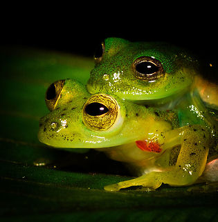 Green treefrogs mating - macro, Rio Ñambi, Colombia Found quite far off-path during a night tour in Rio Ñambi. They were on a large leaf hanging above a stream. Just gazing at the stars.
https://www.jungledragon.com/image/79243/green_treefrogs_mating_-_rio_ambi_colombia.html
https://www.jungledragon.com/image/79242/green_treefrogs_mating_-_closeup_rio_ambi_colombia.html
https://www.jungledragon.com/image/79240/green_treefrogs_mating_-_top_view_rio_ambi_colombia.html Colombia,Colombia 2018,Colombia South,Rio Ñambi,South America