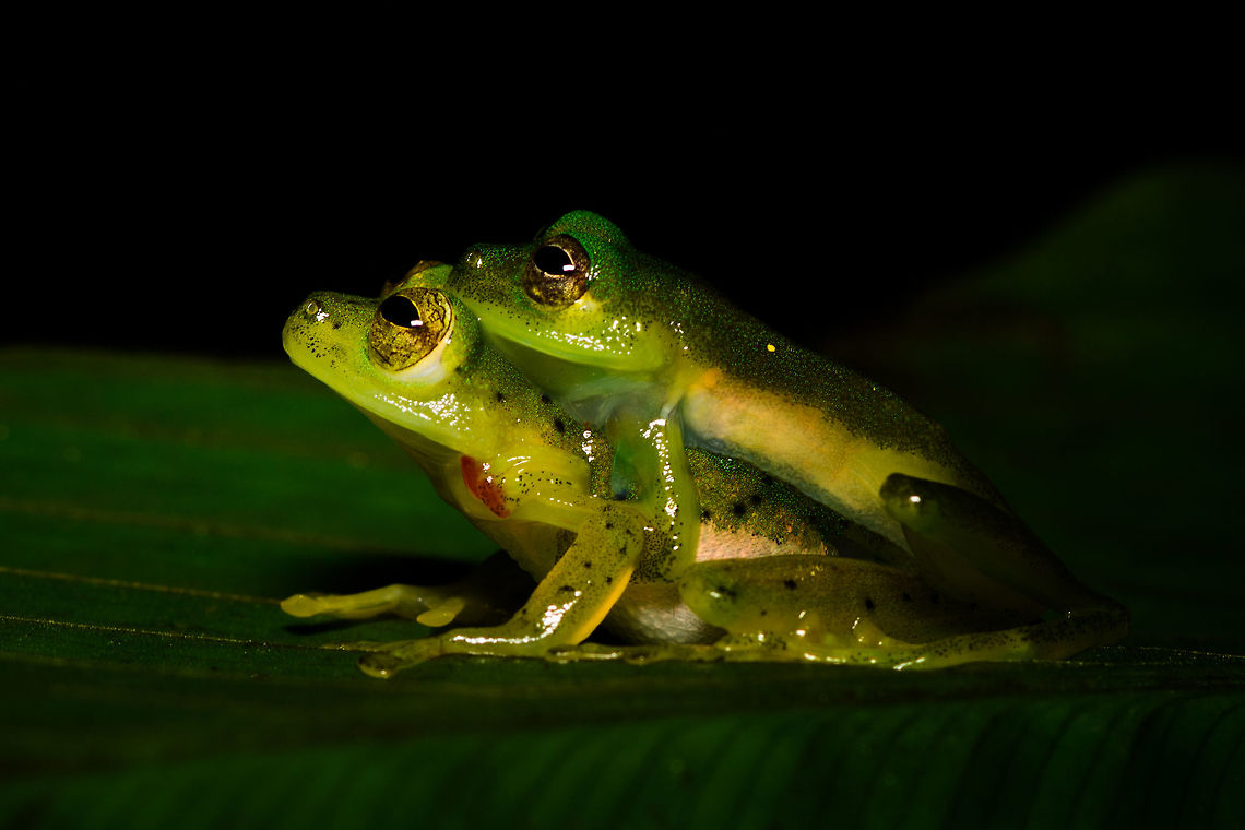 Green treefrogs mating - closeup, Rio Ñambi, Colombia Found quite far off-path during a night tour in Rio &Ntilde;ambi. They were on a large leaf hanging above a stream. Just gazing at the stars.<br />
<figure class="photo"><a href="https://www.jungledragon.com/image/79243/green_treefrogs_mating_-_rio_ambi_colombia.html" title="Green treefrogs mating - Rio &Ntilde;ambi, Colombia"><img src="https://s3.amazonaws.com/media.jungledragon.com/images/2/79243_thumb.jpg?AWSAccessKeyId=05GMT0V3GWVNE7GGM1R2&Expires=1767225610&Signature=5oFx6pUO1VIaOK5jC5JMxTpYU2A%3D" width="200" height="134" alt="Green treefrogs mating - Rio &Ntilde;ambi, Colombia Found quite far off-path during a night tour in Rio &Ntilde;ambi. They were on a large leaf hanging above a stream. Just gazing at the stars.<br />
https://www.jungledragon.com/image/79242/green_treefrogs_mating_-_closeup_rio_ambi_colombia.html<br />
https://www.jungledragon.com/image/79241/green_treefrogs_mating_-_macro_rio_ambi_colombia.html<br />
https://www.jungledragon.com/image/79240/green_treefrogs_mating_-_top_view_rio_ambi_colombia.html Colombia,Colombia 2018,Colombia South,Fall,Geotagged,Rio &Ntilde;ambi,South America" /></a></figure><br />
<figure class="photo"><a href="https://www.jungledragon.com/image/79241/green_treefrogs_mating_-_macro_rio_ambi_colombia.html" title="Green treefrogs mating - macro, Rio &Ntilde;ambi, Colombia"><img src="https://s3.amazonaws.com/media.jungledragon.com/images/2/79241_thumb.jpg?AWSAccessKeyId=05GMT0V3GWVNE7GGM1R2&Expires=1767225610&Signature=dSB97YO4O3DpNkMSGK0eMBoEGec%3D" width="150" height="152" alt="Green treefrogs mating - macro, Rio &Ntilde;ambi, Colombia Found quite far off-path during a night tour in Rio &Ntilde;ambi. They were on a large leaf hanging above a stream. Just gazing at the stars.<br />
https://www.jungledragon.com/image/79243/green_treefrogs_mating_-_rio_ambi_colombia.html<br />
https://www.jungledragon.com/image/79242/green_treefrogs_mating_-_closeup_rio_ambi_colombia.html<br />
https://www.jungledragon.com/image/79240/green_treefrogs_mating_-_top_view_rio_ambi_colombia.html Colombia,Colombia 2018,Colombia South,Rio &Ntilde;ambi,South America" /></a></figure><br />
<figure class="photo"><a href="https://www.jungledragon.com/image/79240/green_treefrogs_mating_-_top_view_rio_ambi_colombia.html" title="Green treefrogs mating - top view, Rio &Ntilde;ambi, Colombia"><img src="https://s3.amazonaws.com/media.jungledragon.com/images/2/79240_thumb.jpg?AWSAccessKeyId=05GMT0V3GWVNE7GGM1R2&Expires=1767225610&Signature=BaDFK5x%2FjbT%2BUPoWWYh8Gsw1tko%3D" width="200" height="134" alt="Green treefrogs mating - top view, Rio &Ntilde;ambi, Colombia Found quite far off-path during a night tour in Rio &Ntilde;ambi. They were on a large leaf hanging above a stream. Just gazing at the stars.<br />
https://www.jungledragon.com/image/79243/green_treefrogs_mating_-_rio_ambi_colombia.html<br />
https://www.jungledragon.com/image/79242/green_treefrogs_mating_-_closeup_rio_ambi_colombia.html<br />
https://www.jungledragon.com/image/79241/green_treefrogs_mating_-_macro_rio_ambi_colombia.html Colombia,Colombia 2018,Colombia South,Rio &Ntilde;ambi,South America" /></a></figure> Colombia,Colombia 2018,Colombia South,Fall,Geotagged,Rio Ñambi,South America