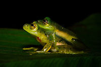 Green treefrogs mating - closeup, Rio &Ntilde;ambi, Colombia Found quite far off-path during a night tour in Rio &Ntilde;ambi. They were on a large leaf hanging above a stream. Just gazing at the stars.<br />
https://www.jungledragon.com/image/79243/green_treefrogs_mating_-_rio_ambi_colombia.html<br />
https://www.jungledragon.com/image/79241/green_treefrogs_mating_-_macro_rio_ambi_colombia.html<br />
https://www.jungledragon.com/image/79240/green_treefrogs_mating_-_top_view_rio_ambi_colombia.html Colombia,Colombia 2018,Colombia South,Fall,Geotagged,Rio &Ntilde;ambi,South America