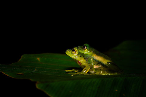 Green treefrogs mating - Rio Ñambi, Colombia Found quite far off-path during a night tour in Rio Ñambi. They were on a large leaf hanging above a stream. Just gazing at the stars.
https://www.jungledragon.com/image/79242/green_treefrogs_mating_-_closeup_rio_ambi_colombia.html
https://www.jungledragon.com/image/79241/green_treefrogs_mating_-_macro_rio_ambi_colombia.html
https://www.jungledragon.com/image/79240/green_treefrogs_mating_-_top_view_rio_ambi_colombia.html Colombia,Colombia 2018,Colombia South,Fall,Geotagged,Rio Ñambi,South America
