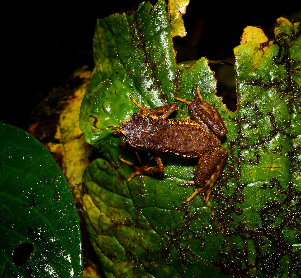 Carchi Andes toad - top view, Rio Ñambi, Colombia Let's end the Rio Ñambi coverage with a bang. Meet a very rare and critically endangered frog, the Carchi Andean Toad (Rhaebo colomai).<br />
<br />
This species was previously only known from two localities in the province of Carchi, northwestern Ecuador (Cabacera del Rio Baboso and Chical). It was first discovered and described in 1985. <br />
<br />
Within Ecuador, it was then never found again, and declared extinct. <br />
<br />
In 2015, a 3rd location was added: Reserva Río Ñambí, Colombia. Where these pictures were taken. Formally within Ecuador it is still listed as exctinct or possibly exctinct, yet there's this 2017 report of a rediscovery in Ecuador:<br />
<br />
<a href="https://noticias.usfq.edu.ec/2017/08/sapo-andino-que-se-creia-extinto-se.html" rel="nofollow">https://noticias.usfq.edu.ec/2017/08/sapo-andino-que-se-creia-extinto-se.html</a><br />
<br />
Within Ecuador, it is under severe threat as both locations there are in the middle of a major deforestation area. The last IUCN assessment is from 2016 and assumes 900 adult individuals and declining.<br />
<br />
However, within Río Ñambí it is common "enough", meaning individuals are seen almost every day. We certainly don't have a spectacular story regarding the actual discovery. It was a "oh look, there's one". It was on a leaf just above a tree trunk, directly on the edge of a path. It was calm and made no attempt to flee during our photo shoot. We didn't catch it, just left it where it was found, untouched.<br />
<br />
Even if seen regularly here, they don't seem to be photographed that often, so I'll be generous in sharing many shots.<br />
<figure class="photo"><a href="https://www.jungledragon.com/image/79250/carchi_andes_toad_-_top_view_2_rio_ambi_colombia.html" title="Carchi Andes toad - top view 2, Rio Ñambi, Colombia"><img src="https://s3.amazonaws.com/media.jungledragon.com/images/2/79250_thumb.jpg?AWSAccessKeyId=05GMT0V3GWVNE7GGM1R2&Expires=1763596810&Signature=gWEB8hQIhFGCkI6kiYEXYqCFhmI%3D" width="200" height="134" alt="Carchi Andes toad - top view 2, Rio Ñambi, Colombia Let's end the Rio Ñambi coverage with a bang. Meet a very rare and critically endangered frog, the Carchi Andean Toad (Rhaebo colomai).<br />
<br />
This species was previously only known from two localities in the province of Carchi, northwestern Ecuador (Cabacera del Rio Baboso and Chical). It was first discovered and described in 1985. <br />
<br />
Within Ecuador, it was then never found again, and declared extinct. <br />
<br />
In 2015, a 3rd location was added: Reserva Río Ñambí, Colombia. Where these pictures were taken. Formally within Ecuador it is still listed as exctinct or possibly exctinct, yet there's this 2017 report of a rediscovery in Ecuador:<br />
<br />
https://noticias.usfq.edu.ec/2017/08/sapo-andino-que-se-creia-extinto-se.html<br />
<br />
Within Ecuador, it is under severe threat as both locations there are in the middle of a major deforestation area. The last IUCN assessment is from 2016 and assumes 900 adult individuals and declining.<br />
<br />
However, within Río Ñambí it is common "enough", meaning individuals are seen almost every day. We certainly don't have a spectacular story regarding the actual discovery. It was a "oh look, there's one". It was on a leaf just above a tree trunk, directly on the edge of a path. It was calm and made no attempt to flee during our photo shoot. We didn't catch it, just left it where it was found, untouched.<br />
<br />
Even if seen regularly here, they don't seem to be photographed that often, so I'll be generous in sharing many shots.<br />
https://www.jungledragon.com/image/79248/carchi_andes_toad_-_top_view_rio_ambi_colombia.html<br />
https://www.jungledragon.com/image/79252/carchi_andes_toad_-_full_body_rio_ambi_colombia.html<br />
https://www.jungledragon.com/image/79249/carchi_andes_toad_-_frontal_2_rio_ambi_colombia.html<br />
https://www.jungledragon.com/image/79251/carchi_andes_toad_-_frontal_rio_ambi_colombia.html<br />
https://www.jungledragon.com/image/79254/carchi_andes_toad_-_head_rio_ambi_colombia.html Carchi Andes toad,Colombia,Colombia 2018,Colombia South,Rhaebo colomai,Rio Ñambi,South America" /></a></figure><br />
<figure class="photo"><a href="https://www.jungledragon.com/image/79252/carchi_andes_toad_-_full_body_rio_ambi_colombia.html" title="Carchi Andes toad - full body, Rio Ñambi, Colombia"><img src="https://s3.amazonaws.com/media.jungledragon.com/images/2/79252_thumb.jpg?AWSAccessKeyId=05GMT0V3GWVNE7GGM1R2&Expires=1763596810&Signature=EvQeqr4KKd8w6gVqsRaM%2FKjqORs%3D" width="200" height="134" alt="Carchi Andes toad - full body, Rio Ñambi, Colombia Let's end the Rio Ñambi coverage with a bang. Meet a very rare and critically endangered frog, the Carchi Andean Toad (Rhaebo colomai).<br />
<br />
This species was previously only known from two localities in the province of Carchi, northwestern Ecuador (Cabacera del Rio Baboso and Chical). It was first discovered and described in 1985. <br />
<br />
Within Ecuador, it was then never found again, and declared extinct. <br />
<br />
In 2015, a 3rd location was added: Reserva Río Ñambí, Colombia. Where these pictures were taken. Formally within Ecuador it is still listed as exctinct or possibly exctinct, yet there's this 2017 report of a rediscovery in Ecuador:<br />
<br />
https://noticias.usfq.edu.ec/2017/08/sapo-andino-que-se-creia-extinto-se.html<br />
<br />
Within Ecuador, it is under severe threat as both locations there are in the middle of a major deforestation area. The last IUCN assessment is from 2016 and assumes 900 adult individuals and declining.<br />
<br />
However, within Río Ñambí it is common "enough", meaning individuals are seen almost every day. We certainly don't have a spectacular story regarding the actual discovery. It was a "oh look, there's one". It was on a leaf just above a tree trunk, directly on the edge of a path. It was calm and made no attempt to flee during our photo shoot. We didn't catch it, just left it where it was found, untouched.<br />
<br />
Even if seen regularly here, they don't seem to be photographed that often, so I'll be generous in sharing many shots.<br />
https://www.jungledragon.com/image/79250/carchi_andes_toad_-_top_view_2_rio_ambi_colombia.html<br />
https://www.jungledragon.com/image/79248/carchi_andes_toad_-_top_view_rio_ambi_colombia.html<br />
https://www.jungledragon.com/image/79249/carchi_andes_toad_-_frontal_2_rio_ambi_colombia.html<br />
https://www.jungledragon.com/image/79251/carchi_andes_toad_-_frontal_rio_ambi_colombia.html<br />
https://www.jungledragon.com/image/79254/carchi_andes_toad_-_head_rio_ambi_colombia.html Carchi Andes toad,Colombia,Colombia 2018,Colombia South,Rhaebo colomai,Rio Ñambi,South America" /></a></figure><br />
<figure class="photo"><a href="https://www.jungledragon.com/image/79249/carchi_andes_toad_-_frontal_2_rio_ambi_colombia.html" title="Carchi Andes toad - frontal 2, Rio Ñambi, Colombia"><img src="https://s3.amazonaws.com/media.jungledragon.com/images/2/79249_thumb.jpg?AWSAccessKeyId=05GMT0V3GWVNE7GGM1R2&Expires=1763596810&Signature=wrphbDVH2yeu5VVQ9zzb%2FcyyZvs%3D" width="200" height="116" alt="Carchi Andes toad - frontal 2, Rio Ñambi, Colombia Let's end the Rio Ñambi coverage with a bang. Meet a very rare and critically endangered frog, the Carchi Andean Toad (Rhaebo colomai).<br />
<br />
This species was previously only known from two localities in the province of Carchi, northwestern Ecuador (Cabacera del Rio Baboso and Chical). It was first discovered and described in 1985. <br />
<br />
Within Ecuador, it was then never found again, and declared extinct. <br />
<br />
In 2015, a 3rd location was added: Reserva Río Ñambí, Colombia. Where these pictures were taken. Formally within Ecuador it is still listed as exctinct or possibly exctinct, yet there's this 2017 report of a rediscovery in Ecuador:<br />
<br />
https://noticias.usfq.edu.ec/2017/08/sapo-andino-que-se-creia-extinto-se.html<br />
<br />
Within Ecuador, it is under severe threat as both locations there are in the middle of a major deforestation area. The last IUCN assessment is from 2016 and assumes 900 adult individuals and declining.<br />
<br />
However, within Río Ñambí it is common "enough", meaning individuals are seen almost every day. We certainly don't have a spectacular story regarding the actual discovery. It was a "oh look, there's one". It was on a leaf just above a tree trunk, directly on the edge of a path. It was calm and made no attempt to flee during our photo shoot. We didn't catch it, just left it where it was found, untouched.<br />
<br />
Even if seen regularly here, they don't seem to be photographed that often, so I'll be generous in sharing many shots.<br />
https://www.jungledragon.com/image/79250/carchi_andes_toad_-_top_view_2_rio_ambi_colombia.html<br />
https://www.jungledragon.com/image/79248/carchi_andes_toad_-_top_view_rio_ambi_colombia.html<br />
https://www.jungledragon.com/image/79252/carchi_andes_toad_-_full_body_rio_ambi_colombia.html<br />
https://www.jungledragon.com/image/79251/carchi_andes_toad_-_frontal_rio_ambi_colombia.html<br />
https://www.jungledragon.com/image/79254/carchi_andes_toad_-_head_rio_ambi_colombia.html Carchi Andes toad,Colombia,Colombia 2018,Colombia South,Rhaebo colomai,Rio Ñambi,South America" /></a></figure><br />
<figure class="photo"><a href="https://www.jungledragon.com/image/79251/carchi_andes_toad_-_frontal_rio_ambi_colombia.html" title="Carchi Andes toad - frontal, Rio Ñambi, Colombia"><img src="https://s3.amazonaws.com/media.jungledragon.com/images/2/79251_thumb.jpg?AWSAccessKeyId=05GMT0V3GWVNE7GGM1R2&Expires=1763596810&Signature=l5MAQTL1ASRre41qywbQEXNKTFo%3D" width="200" height="134" alt="Carchi Andes toad - frontal, Rio Ñambi, Colombia Let's end the Rio Ñambi coverage with a bang. Meet a very rare and critically endangered frog, the Carchi Andean Toad (Rhaebo colomai).<br />
<br />
This species was previously only known from two localities in the province of Carchi, northwestern Ecuador (Cabacera del Rio Baboso and Chical). It was first discovered and described in 1985. <br />
<br />
Within Ecuador, it was then never found again, and declared extinct. <br />
<br />
In 2015, a 3rd location was added: Reserva Río Ñambí, Colombia. Where these pictures were taken. Formally within Ecuador it is still listed as exctinct or possibly exctinct, yet there's this 2017 report of a rediscovery in Ecuador:<br />
<br />
https://noticias.usfq.edu.ec/2017/08/sapo-andino-que-se-creia-extinto-se.html<br />
<br />
Within Ecuador, it is under severe threat as both locations there are in the middle of a major deforestation area. The last IUCN assessment is from 2016 and assumes 900 adult individuals and declining.<br />
<br />
However, within Río Ñambí it is common "enough", meaning individuals are seen almost every day. We certainly don't have a spectacular story regarding the actual discovery. It was a "oh look, there's one". It was on a leaf just above a tree trunk, directly on the edge of a path. It was calm and made no attempt to flee during our photo shoot. We didn't catch it, just left it where it was found, untouched.<br />
<br />
Even if seen regularly here, they don't seem to be photographed that often, so I'll be generous in sharing many shots.<br />
https://www.jungledragon.com/image/79250/carchi_andes_toad_-_top_view_2_rio_ambi_colombia.html<br />
https://www.jungledragon.com/image/79248/carchi_andes_toad_-_top_view_rio_ambi_colombia.html<br />
https://www.jungledragon.com/image/79252/carchi_andes_toad_-_full_body_rio_ambi_colombia.html<br />
https://www.jungledragon.com/image/79249/carchi_andes_toad_-_frontal_2_rio_ambi_colombia.html<br />
https://www.jungledragon.com/image/79254/carchi_andes_toad_-_head_rio_ambi_colombia.html Carchi Andes toad,Colombia,Colombia 2018,Colombia South,Fall,Geotagged,Rhaebo colomai,Rio Ñambi,South America" /></a></figure><br />
<figure class="photo"><a href="https://www.jungledragon.com/image/79254/carchi_andes_toad_-_head_rio_ambi_colombia.html" title="Carchi Andes toad - head, Rio Ñambi, Colombia"><img src="https://s3.amazonaws.com/media.jungledragon.com/images/2/79254_thumb.jpg?AWSAccessKeyId=05GMT0V3GWVNE7GGM1R2&Expires=1763596810&Signature=o26r%2FV7w7D32iIrTtVuwk9O%2F8e0%3D" width="200" height="134" alt="Carchi Andes toad - head, Rio Ñambi, Colombia Let's end the Rio Ñambi coverage with a bang. Meet a very rare and critically endangered frog, the Carchi Andean Toad (Rhaebo colomai).<br />
<br />
This species was previously only known from two localities in the province of Carchi, northwestern Ecuador (Cabacera del Rio Baboso and Chical). It was first discovered and described in 1985. <br />
<br />
Within Ecuador, it was then never found again, and declared extinct. <br />
<br />
In 2015, a 3rd location was added: Reserva Río Ñambí, Colombia. Where these pictures were taken. Formally within Ecuador it is still listed as exctinct or possibly exctinct, yet there's this 2017 report of a rediscovery in Ecuador:<br />
<br />
https://noticias.usfq.edu.ec/2017/08/sapo-andino-que-se-creia-extinto-se.html<br />
<br />
Within Ecuador, it is under severe threat as both locations there are in the middle of a major deforestation area. The last IUCN assessment is from 2016 and assumes 900 adult individuals and declining.<br />
<br />
However, within Río Ñambí it is common "enough", meaning individuals are seen almost every day. We certainly don't have a spectacular story regarding the actual discovery. It was a "oh look, there's one". It was on a leaf just above a tree trunk, directly on the edge of a path. It was calm and made no attempt to flee during our photo shoot. We didn't catch it, just left it where it was found, untouched.<br />
<br />
Even if seen regularly here, they don't seem to be photographed that often, so I'll be generous in sharing many shots.<br />
https://www.jungledragon.com/image/79250/carchi_andes_toad_-_top_view_2_rio_ambi_colombia.html<br />
https://www.jungledragon.com/image/79248/carchi_andes_toad_-_top_view_rio_ambi_colombia.html<br />
https://www.jungledragon.com/image/79252/carchi_andes_toad_-_full_body_rio_ambi_colombia.html<br />
https://www.jungledragon.com/image/79249/carchi_andes_toad_-_frontal_2_rio_ambi_colombia.html<br />
https://www.jungledragon.com/image/79251/carchi_andes_toad_-_frontal_rio_ambi_colombia.html Carchi Andes toad,Colombia,Colombia 2018,Colombia South,Fall,Geotagged,Rhaebo colomai,Rio Ñambi,South America" /></a></figure> Carchi Andes toad,Colombia,Colombia 2018,Colombia South,Fall,Geotagged,Rhaebo colomai,Rio Ñambi,South America