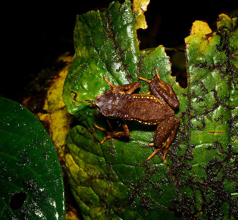 Carchi Andes toad - top view, Rio Ñambi, Colombia Let's end the Rio Ñambi coverage with a bang. Meet a very rare and critically endangered frog, the Carchi Andean Toad (Rhaebo colomai).

This species was previously only known from two localities in the province of Carchi, northwestern Ecuador (Cabacera del Rio Baboso and Chical). It was first discovered and described in 1985. 

Within Ecuador, it was then never found again, and declared extinct. 

In 2015, a 3rd location was added: Reserva Río Ñambí, Colombia. Where these pictures were taken. Formally within Ecuador it is still listed as exctinct or possibly exctinct, yet there's this 2017 report of a rediscovery in Ecuador:

https://noticias.usfq.edu.ec/2017/08/sapo-andino-que-se-creia-extinto-se.html

Within Ecuador, it is under severe threat as both locations there are in the middle of a major deforestation area. The last IUCN assessment is from 2016 and assumes 900 adult individuals and declining.

However, within Río Ñambí it is common "enough", meaning individuals are seen almost every day. We certainly don't have a spectacular story regarding the actual discovery. It was a "oh look, there's one". It was on a leaf just above a tree trunk, directly on the edge of a path. It was calm and made no attempt to flee during our photo shoot. We didn't catch it, just left it where it was found, untouched.

Even if seen regularly here, they don't seem to be photographed that often, so I'll be generous in sharing many shots.
https://www.jungledragon.com/image/79250/carchi_andes_toad_-_top_view_2_rio_ambi_colombia.html
https://www.jungledragon.com/image/79252/carchi_andes_toad_-_full_body_rio_ambi_colombia.html
https://www.jungledragon.com/image/79249/carchi_andes_toad_-_frontal_2_rio_ambi_colombia.html
https://www.jungledragon.com/image/79251/carchi_andes_toad_-_frontal_rio_ambi_colombia.html
https://www.jungledragon.com/image/79254/carchi_andes_toad_-_head_rio_ambi_colombia.html Carchi Andes toad,Colombia,Colombia 2018,Colombia South,Fall,Geotagged,Rhaebo colomai,Rio Ñambi,South America