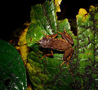 Carchi Andes toad - top view, Rio Ñambi, Colombia Let's end the Rio Ñambi coverage with a bang. Meet a very rare and critically endangered frog, the Carchi Andean Toad (Rhaebo colomai).<br />
<br />
This species was previously only known from two localities in the province of Carchi, northwestern Ecuador (Cabacera del Rio Baboso and Chical). It was first discovered and described in 1985. <br />
<br />
Within Ecuador, it was then never found again, and declared extinct. <br />
<br />
In 2015, a 3rd location was added: Reserva Río Ñambí, Colombia. Where these pictures were taken. Formally within Ecuador it is still listed as exctinct or possibly exctinct, yet there's this 2017 report of a rediscovery in Ecuador:<br />
<br />
https://noticias.usfq.edu.ec/2017/08/sapo-andino-que-se-creia-extinto-se.html<br />
<br />
Within Ecuador, it is under severe threat as both locations there are in the middle of a major deforestation area. The last IUCN assessment is from 2016 and assumes 900 adult individuals and declining.<br />
<br />
However, within Río Ñambí it is common "enough", meaning individuals are seen almost every day. We certainly don't have a spectacular story regarding the actual discovery. It was a "oh look, there's one". It was on a leaf just above a tree trunk, directly on the edge of a path. It was calm and made no attempt to flee during our photo shoot. We didn't catch it, just left it where it was found, untouched.<br />
<br />
Even if seen regularly here, they don't seem to be photographed that often, so I'll be generous in sharing many shots.<br />
https://www.jungledragon.com/image/79250/carchi_andes_toad_-_top_view_2_rio_ambi_colombia.html<br />
https://www.jungledragon.com/image/79252/carchi_andes_toad_-_full_body_rio_ambi_colombia.html<br />
https://www.jungledragon.com/image/79249/carchi_andes_toad_-_frontal_2_rio_ambi_colombia.html<br />
https://www.jungledragon.com/image/79251/carchi_andes_toad_-_frontal_rio_ambi_colombia.html<br />
https://www.jungledragon.com/image/79254/carchi_andes_toad_-_head_rio_ambi_colombia.html Carchi Andes toad,Colombia,Colombia 2018,Colombia South,Fall,Geotagged,Rhaebo colomai,Rio Ñambi,South America