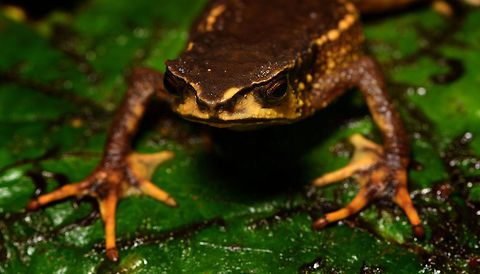 Carchi Andes toad - frontal 2, Rio Ñambi, Colombia Let's end the Rio Ñambi coverage with a bang. Meet a very rare and critically endangered frog, the Carchi Andean Toad (Rhaebo colomai).

This species was previously only known from two localities in the province of Carchi, northwestern Ecuador (Cabacera del Rio Baboso and Chical). It was first discovered and described in 1985. 

Within Ecuador, it was then never found again, and declared extinct. 

In 2015, a 3rd location was added: Reserva Río Ñambí, Colombia. Where these pictures were taken. Formally within Ecuador it is still listed as exctinct or possibly exctinct, yet there's this 2017 report of a rediscovery in Ecuador:

https://noticias.usfq.edu.ec/2017/08/sapo-andino-que-se-creia-extinto-se.html

Within Ecuador, it is under severe threat as both locations there are in the middle of a major deforestation area. The last IUCN assessment is from 2016 and assumes 900 adult individuals and declining.

However, within Río Ñambí it is common "enough", meaning individuals are seen almost every day. We certainly don't have a spectacular story regarding the actual discovery. It was a "oh look, there's one". It was on a leaf just above a tree trunk, directly on the edge of a path. It was calm and made no attempt to flee during our photo shoot. We didn't catch it, just left it where it was found, untouched.

Even if seen regularly here, they don't seem to be photographed that often, so I'll be generous in sharing many shots.
https://www.jungledragon.com/image/79250/carchi_andes_toad_-_top_view_2_rio_ambi_colombia.html
https://www.jungledragon.com/image/79248/carchi_andes_toad_-_top_view_rio_ambi_colombia.html
https://www.jungledragon.com/image/79252/carchi_andes_toad_-_full_body_rio_ambi_colombia.html
https://www.jungledragon.com/image/79251/carchi_andes_toad_-_frontal_rio_ambi_colombia.html
https://www.jungledragon.com/image/79254/carchi_andes_toad_-_head_rio_ambi_colombia.html Carchi Andes toad,Colombia,Colombia 2018,Colombia South,Rhaebo colomai,Rio Ñambi,South America